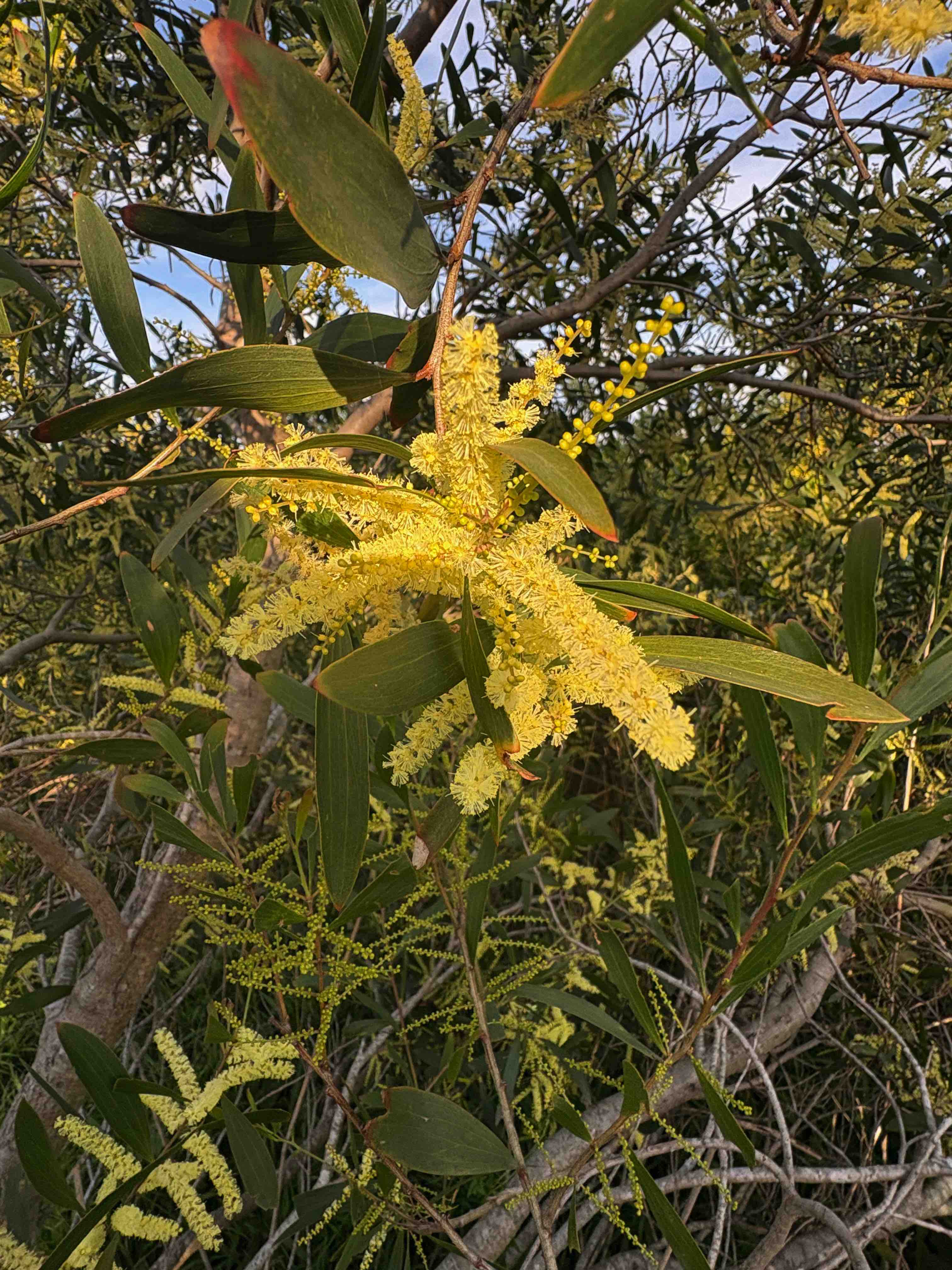 The inflorescence of Coastal Wattle (Acacia longifolia subsp. sophorae), flowering now in coastal Illawarra. Image by Emma Rooksby. 