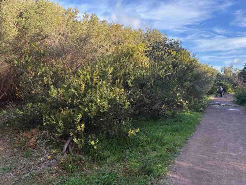 Coastal Wattle doing its thing along the track at Puckey's Estate. Image by Emma Rooksby. 