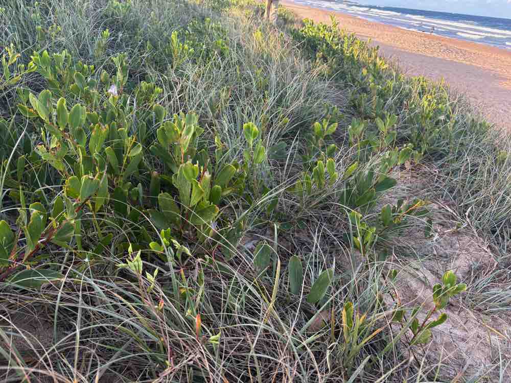 Coastal Wattle entwined with Spinifex, both growing eastward across the sand towards the ocean at Puckeys Estate. Image by Emma Rooksby. 