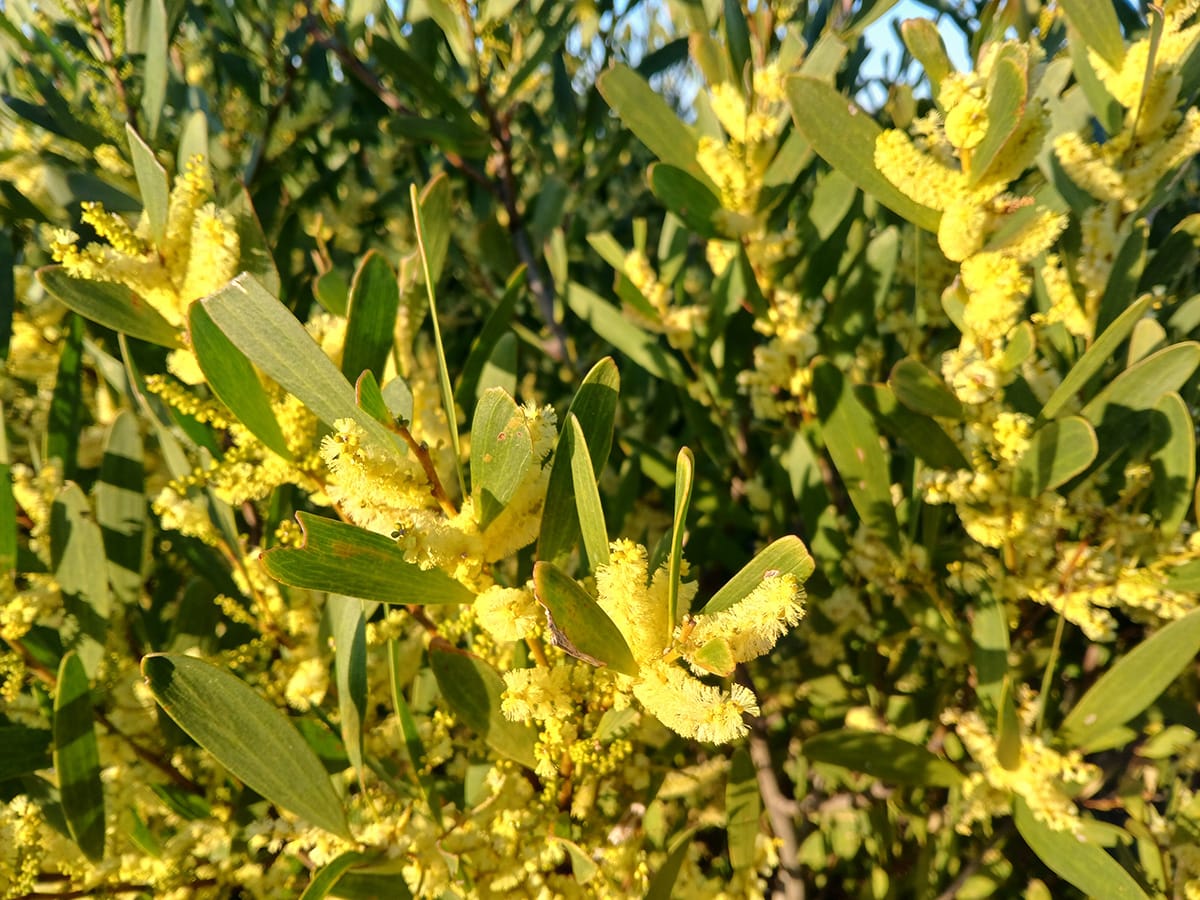 Flowers of Coastal Wattle. Image by Peter Butler. 