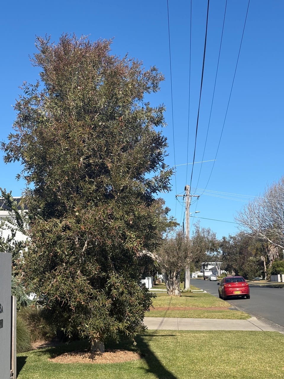 A carefully maintained Paperbark tree avoids clashing with overhead powerlines. Image by Ralph Stadus. 