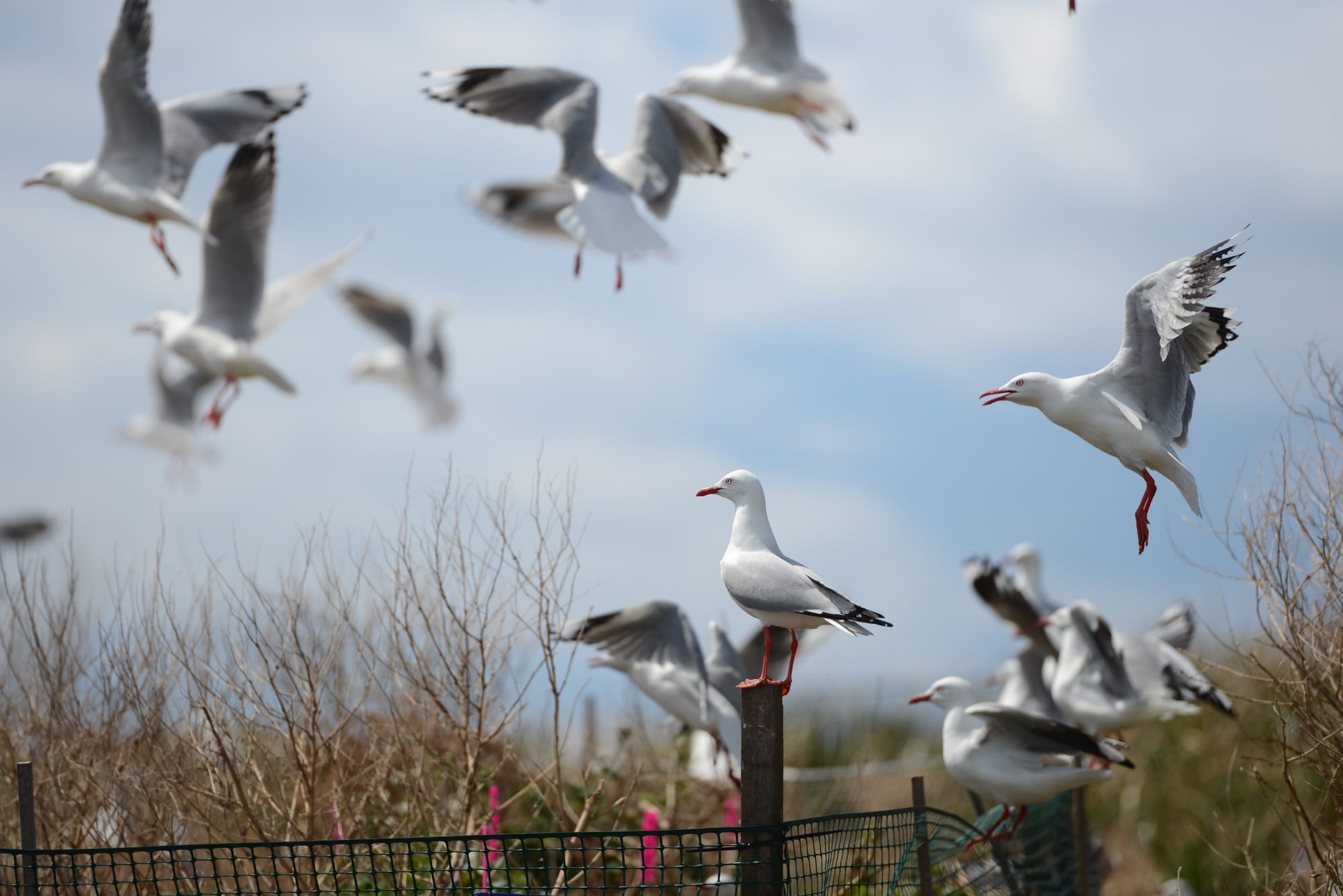 Bird flu risk rises in spring as gulls gather on Five Islands 
												post image