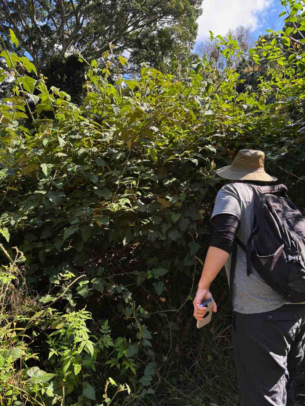 A patch of Molucca Bramble growing on the escarpment in Corrimal. There is some Rose-leaf Bramble visible in the bottom left corner of the image, so you can see how different the foliage and habits of these two plants are. Image by Emma Rooksby. 