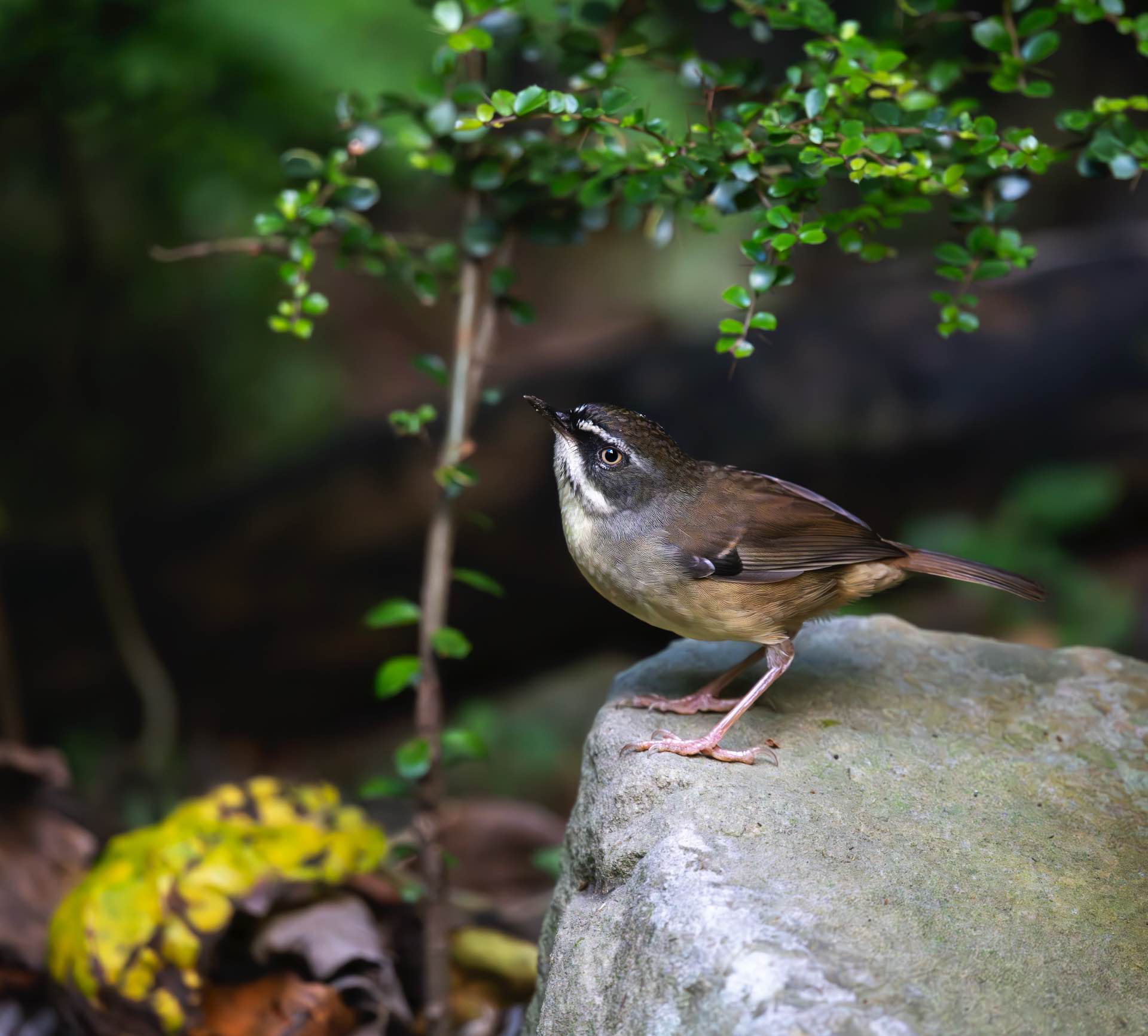Orange Thorn providing shelter and decorative background for a White-browed Scrubwren. This was the first species of small brown bird that found its way into our regenerated urban garden. Image by Keith Horton.
