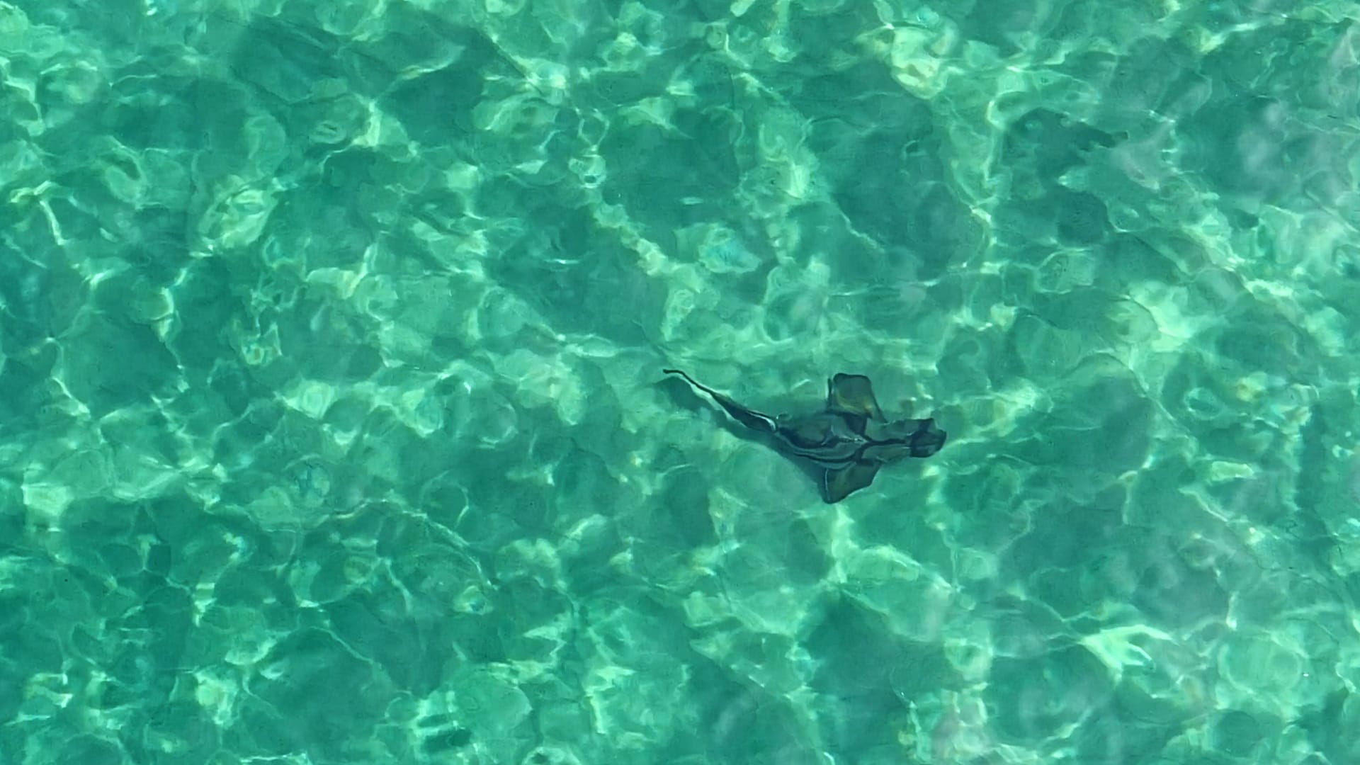 Drone reveals wealth of wildlife, including rare shark 
												post image