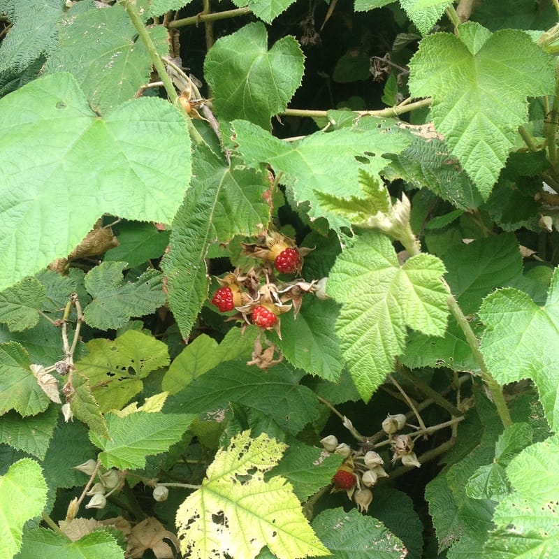 The leaves and fruit of Molucca Bramble are both very attractive. Image by Emma Rooksby. 