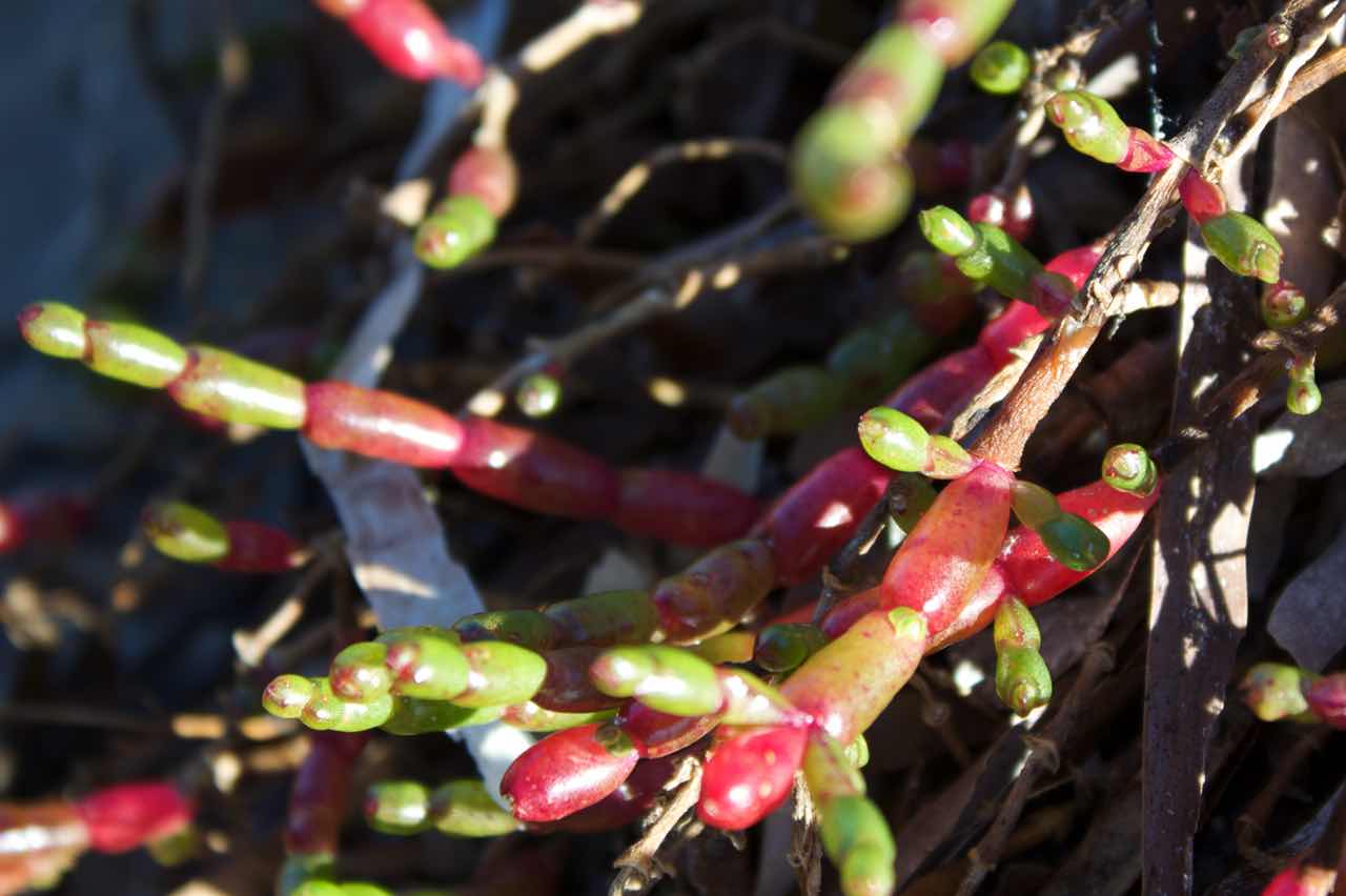 Coastal Saltmarsh is home to a range of interesting plants, many fleshy or semi-succululent, including Samphire (Sarcocornia quinqueflora). Image by Julie Burgher.