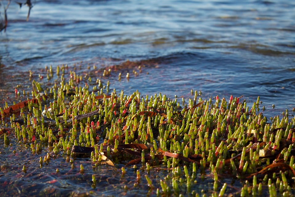 Samphire (Sarcocornia quinqueflora) growing in saline soil, pictured at high tide when the plants are partially submerged in seawater. Image by Julie Burgher, reproduced from Flickr under Creative Commons license CC BY-NC 2.0.