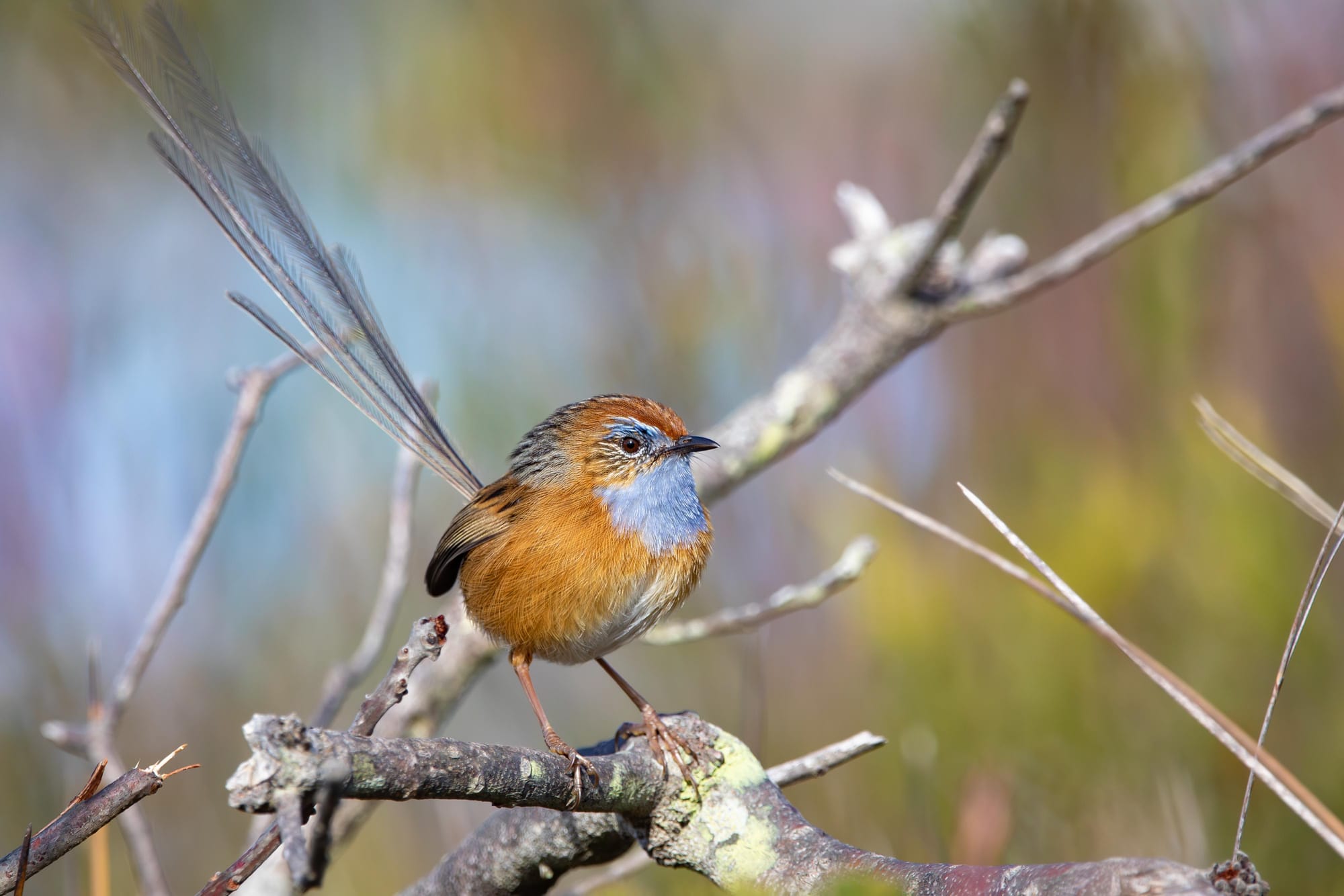 If you happen to live up on sandstone country around Helensburgh or Darkes Forest, then you may be able to help out the Southern Emu wren, which is a sandstone specialist that lives mostly on small insects. Image by Ewan Auld.