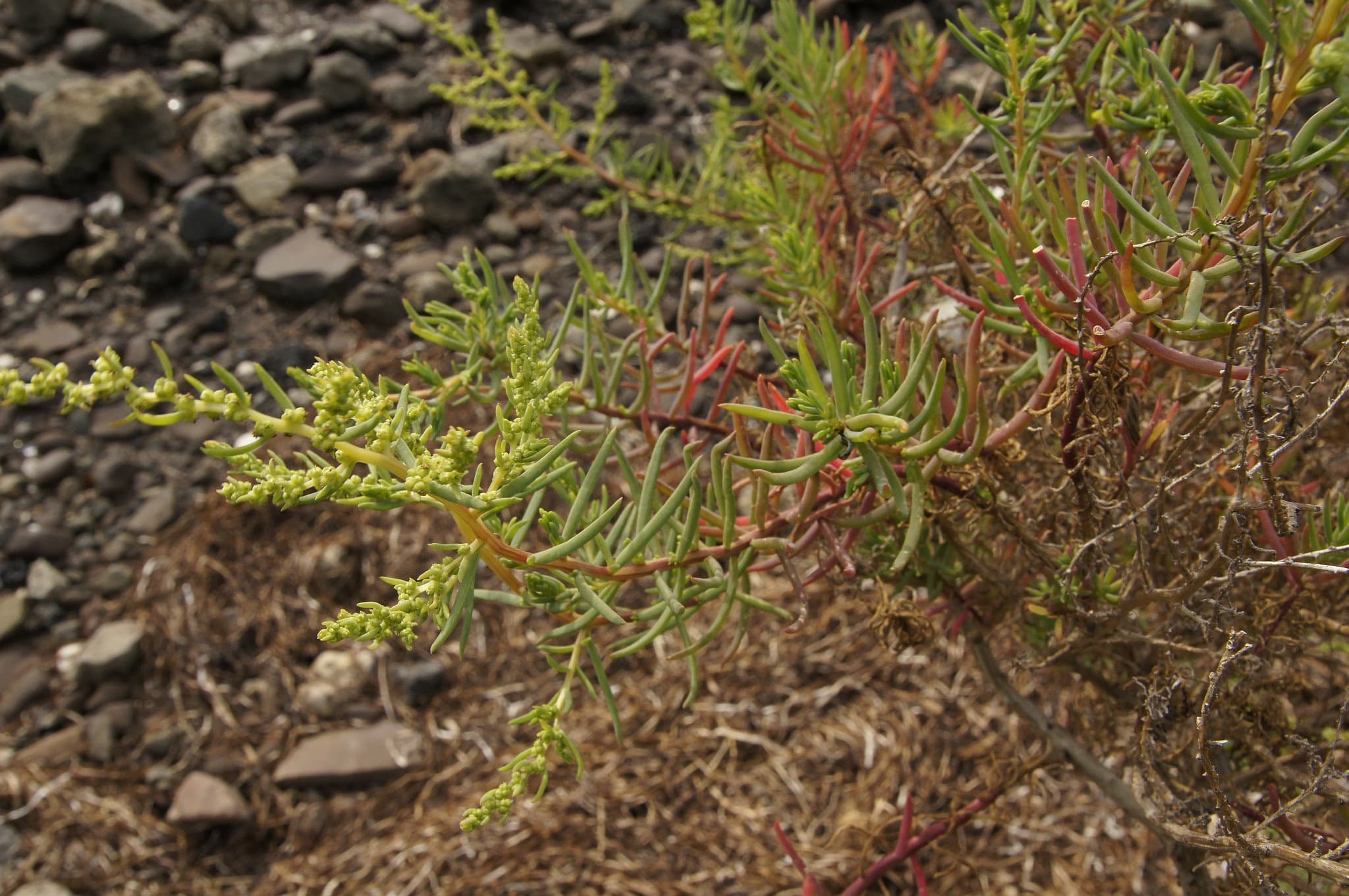 Austral Seablite (Suaeda australis) showing the leaves and flower buds. Image by Tony Rodd.