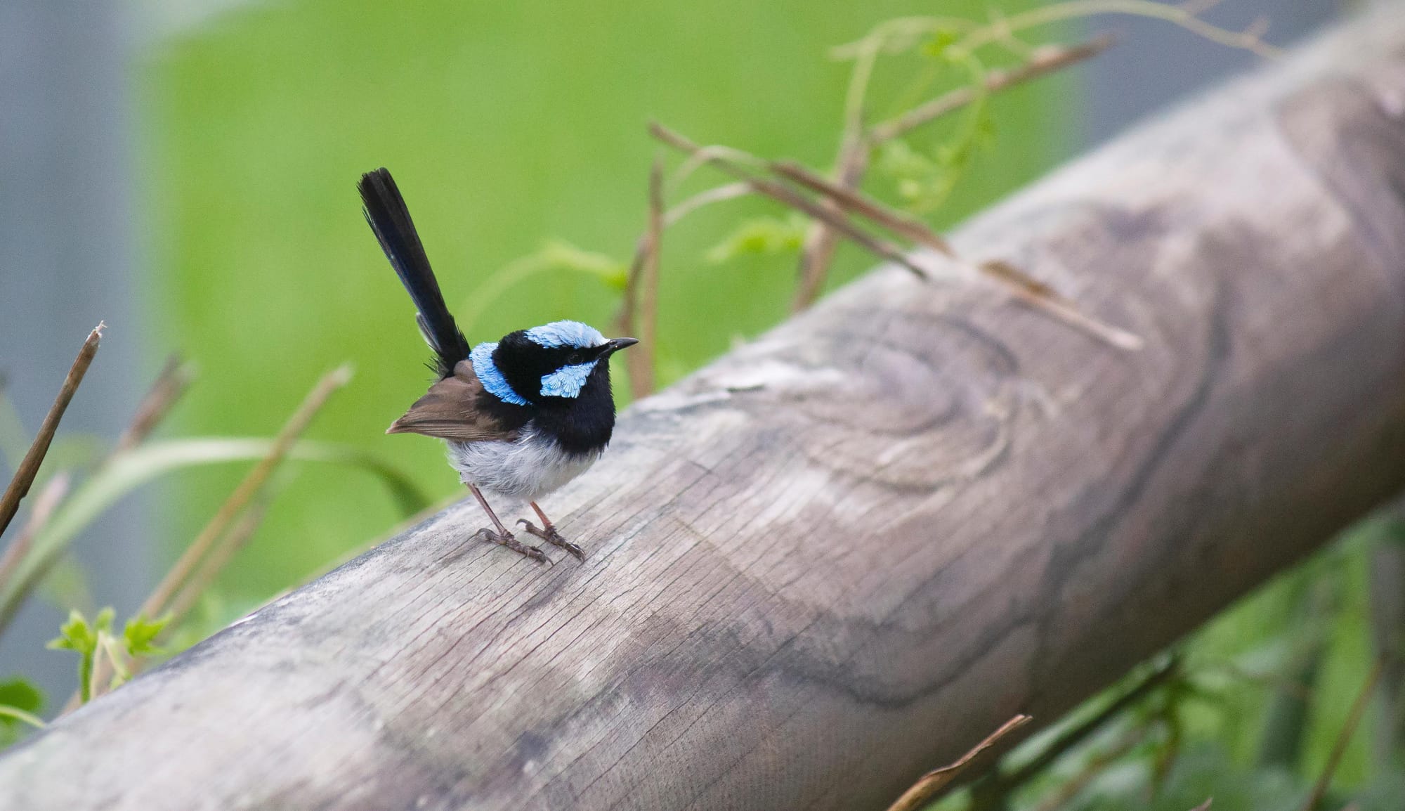 A male Superb Fairy-wren. Image by Ewan Auld.