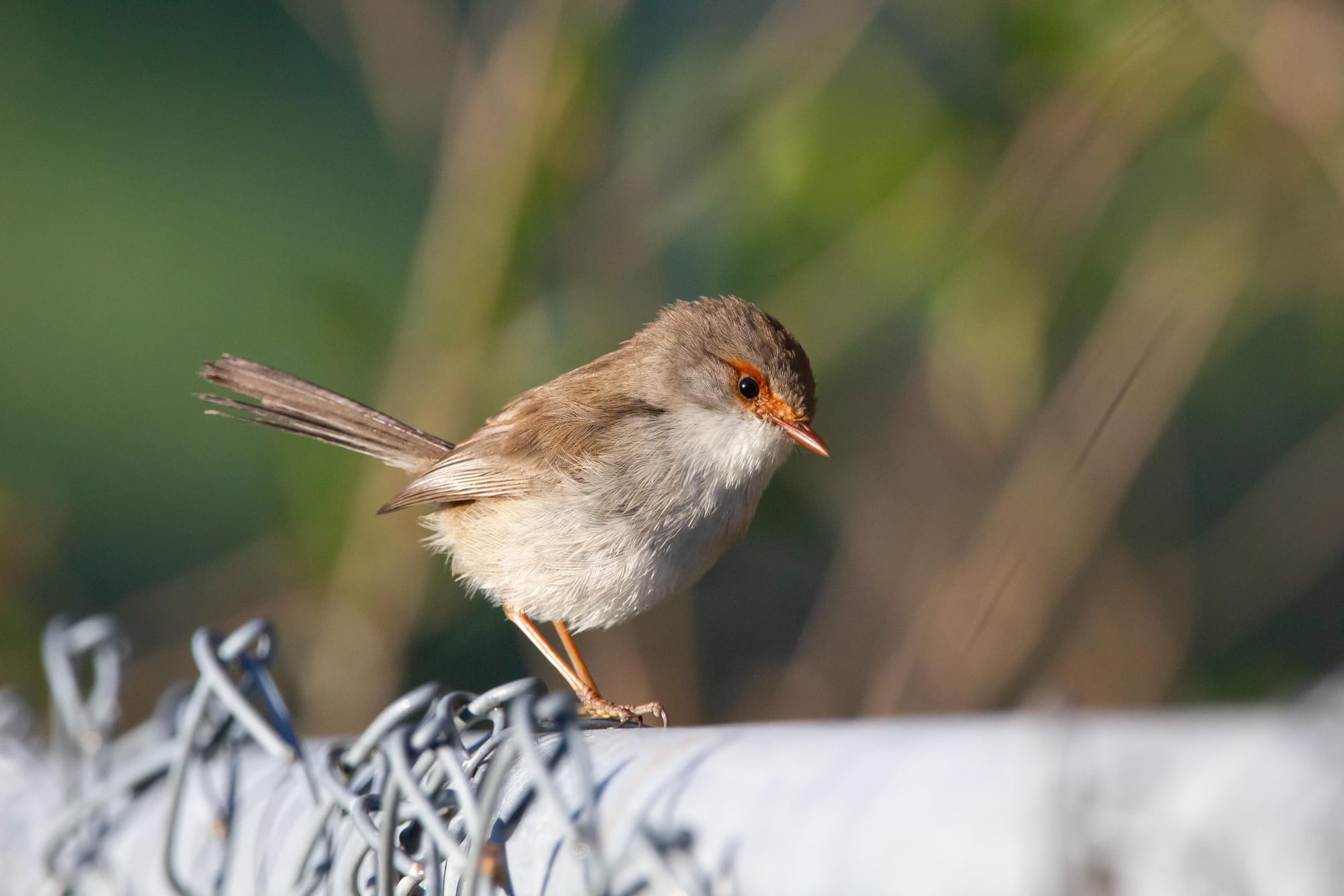 Superb fairywren female. Image by Ewan Auld.A female Superb Fairy-wren. This species is often seen in urban areas, including grassy lawns, but needs dense cover to thrive. It particularly likes overgrown gardens. Image by Ewan Auld.