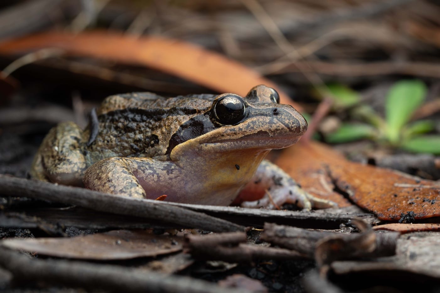 Frog of the Month: Striped Marsh Frog 
												post image