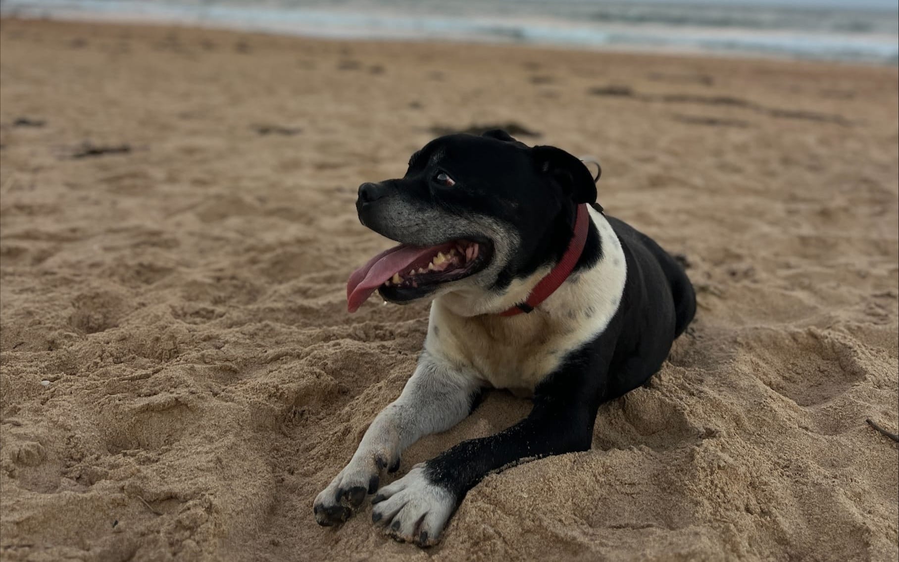 Call the Pup-arazzi 
												post image