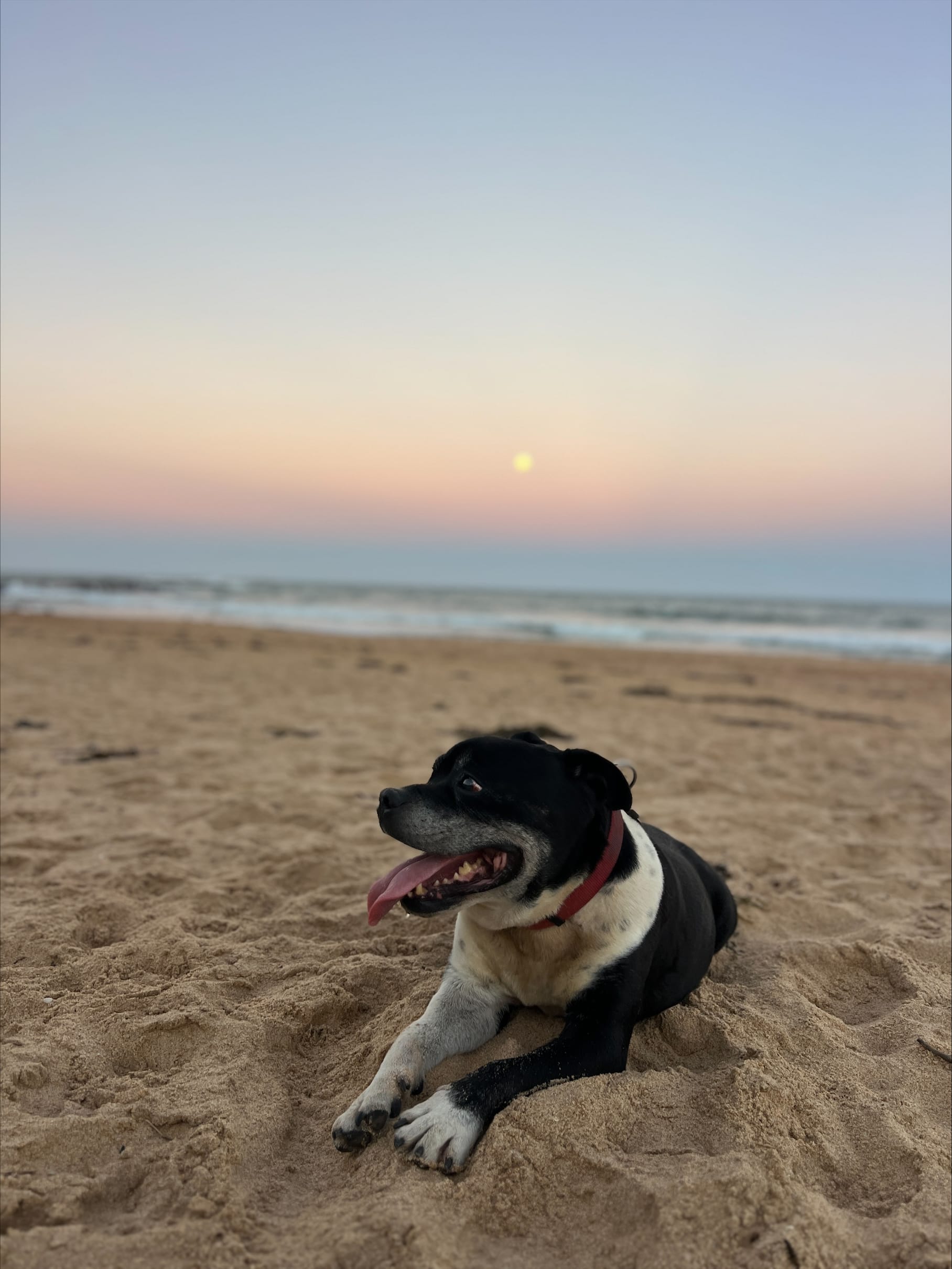 Call the Pup-arazzi 
												post image