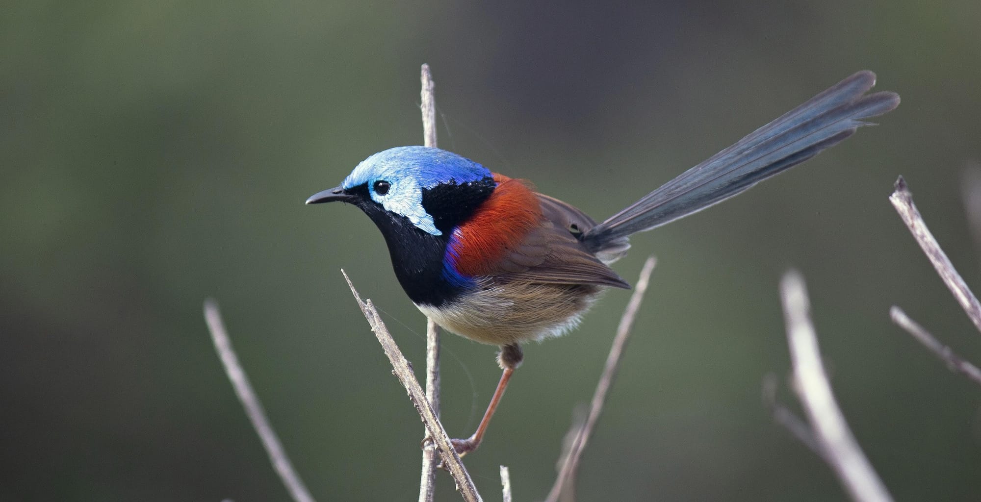 A male Variegated Fairy-wren. Variegated Fairy-wrens are present in Illawarra, but stick to denser forested areas than the Superb Fairy-wren, so are rarely seen in urban gardens. You may be able to attract them to a bushy garden adjacent to a nature reserve or riparian corridor. Image by Ewan Auld.