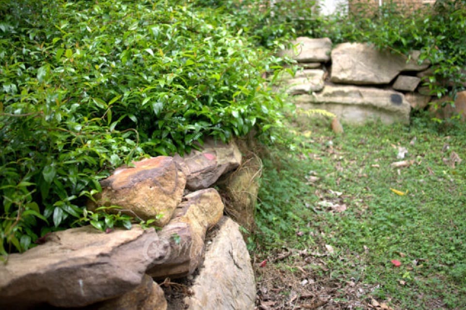 Resin Vine, let it take over! Image by Kath Gadd. 
