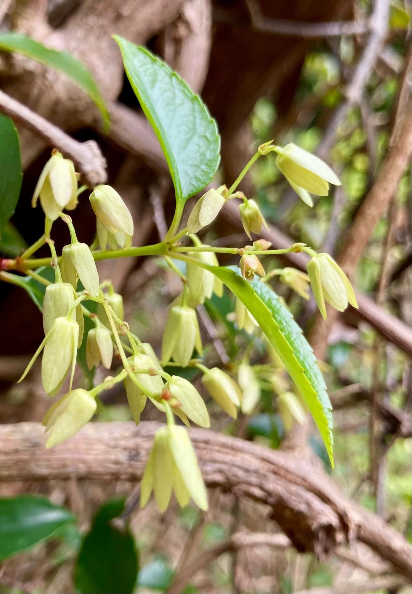 Flowers of Resin Vine (Aphanopetalum resinosum). Image by Lile Judickas. 