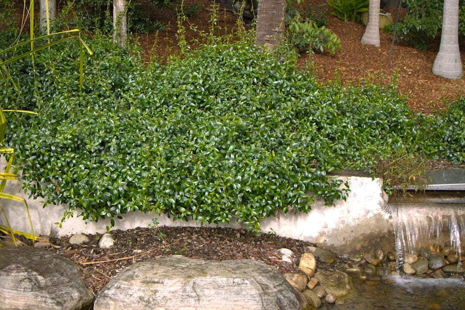Resin Vine (Aphanopetalum resinosum) managed as a border planting. Image by Kath Gadd. 