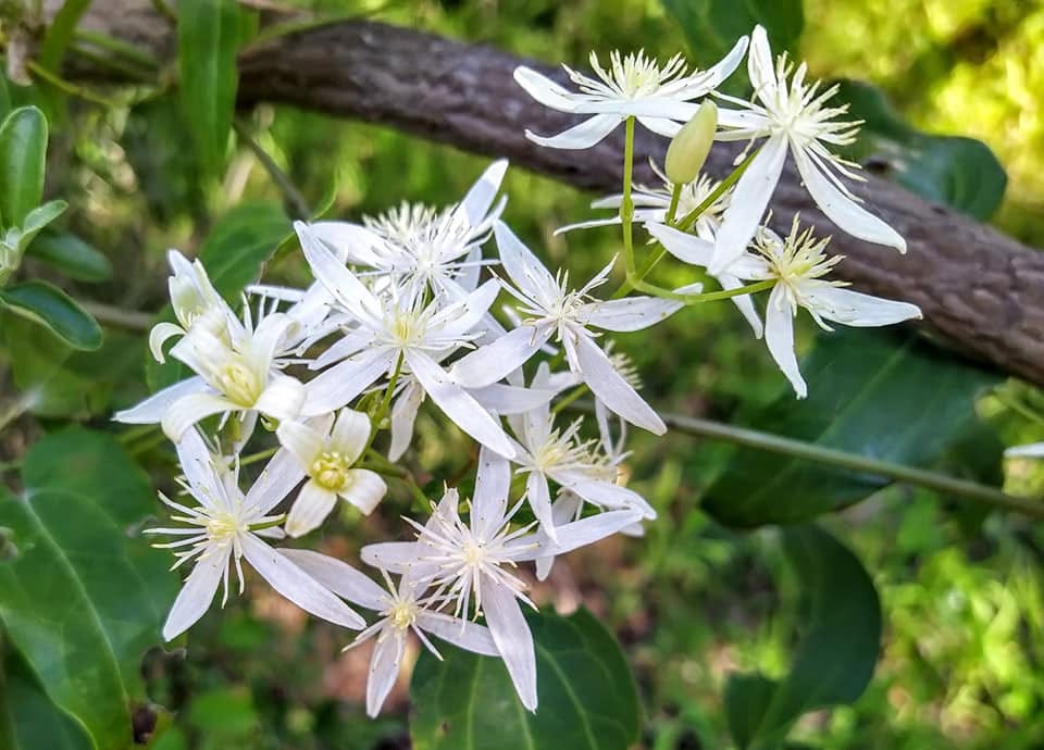 Flowers of Native Clematis (Clematis aristata). Image by Tracee Lea. 