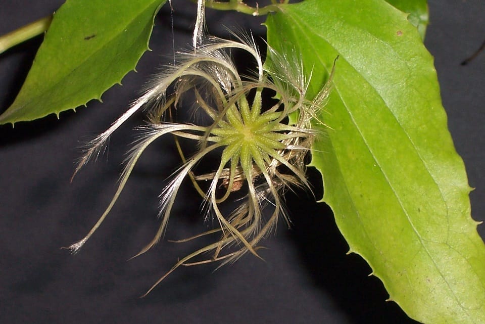 Old Man's Beard (Clematis aristata), showing the appendages of the fruit. Image by Barry Ralley. 