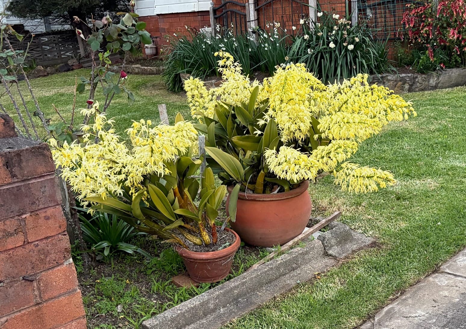Sydney Rock Orchid (Dendrobium speciosum) flowering spectacularly in pots in a Fairy Meadow Garden. Image by Emma Rooksby.