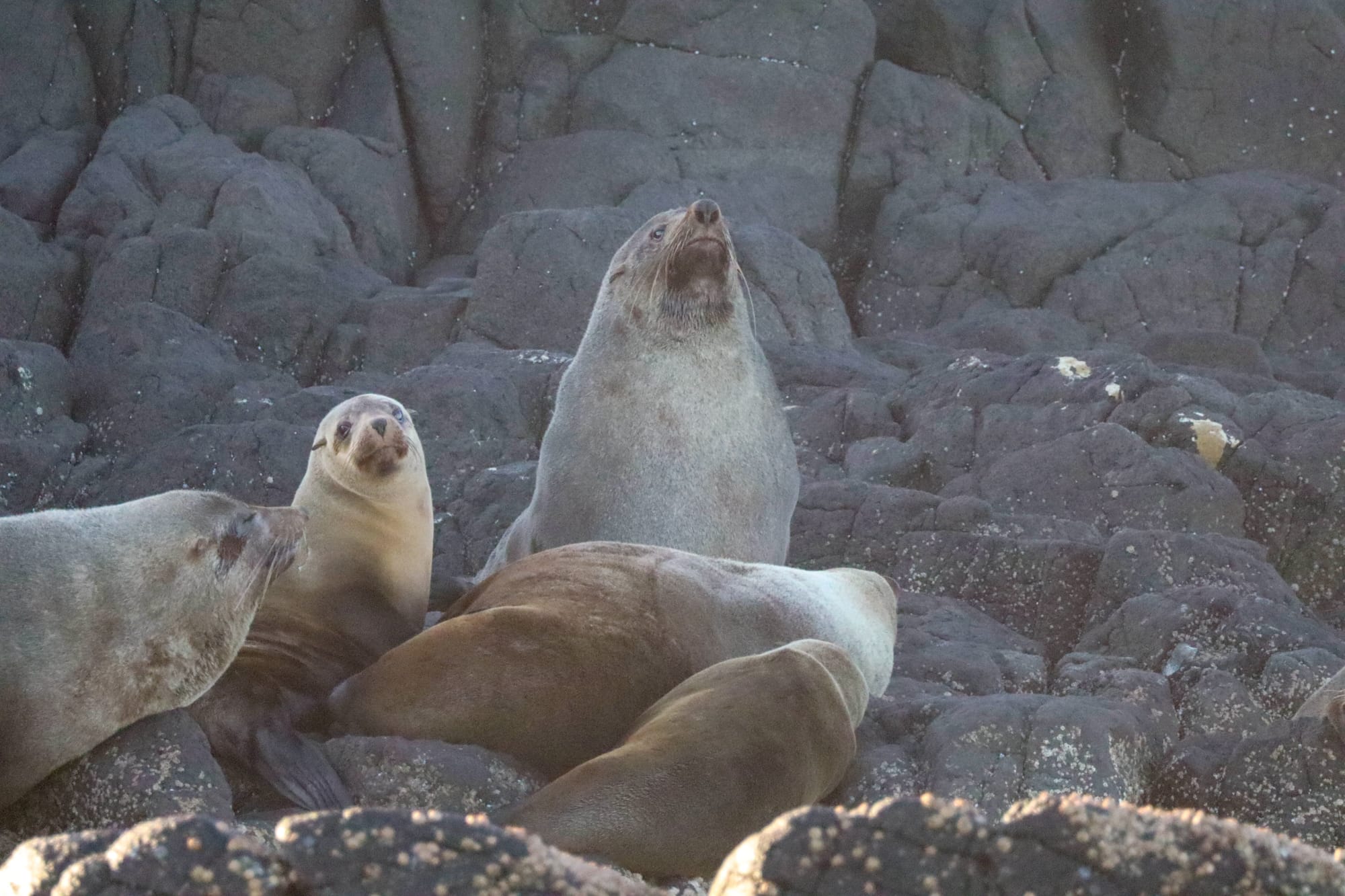 Disease monitoring now key to marine wildlife conservation 
												post image