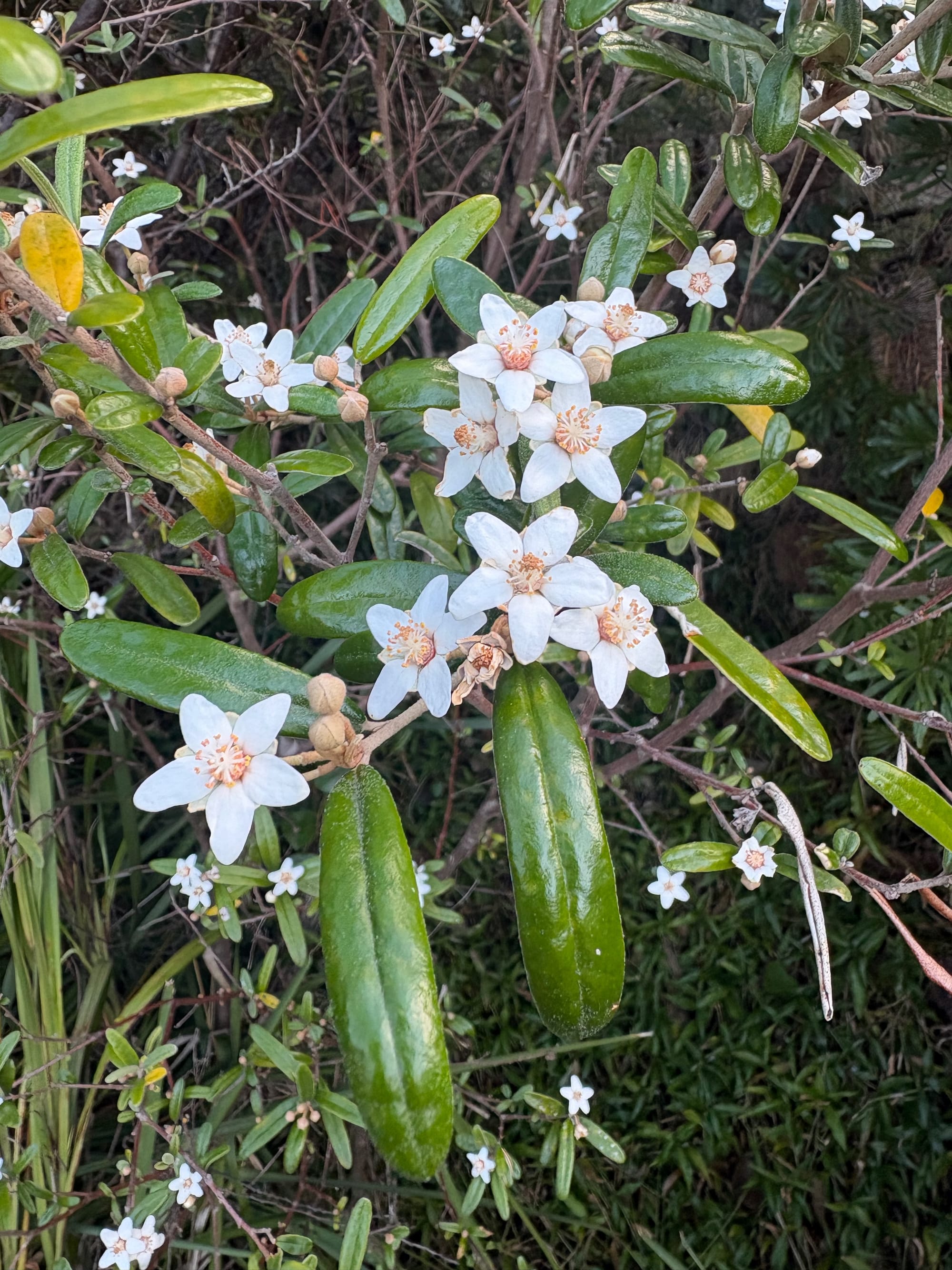 Flowers of Springbrook Wedding Bush (Ricinocarpos speciosus) in an urban garden. Image by Emma Rooksby.