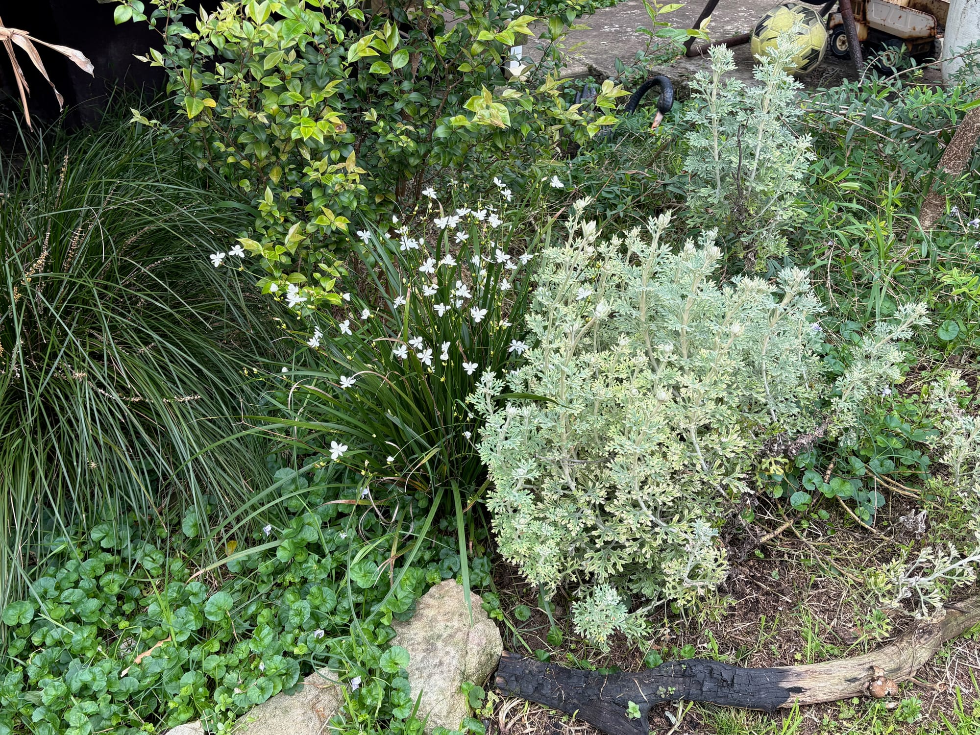 Branching Grass-flag (Libertia paniculata) growing side by side with Flannel Flower (Actinotus helianthi) in a Berkeley garden. Image by Emma Rooksby.