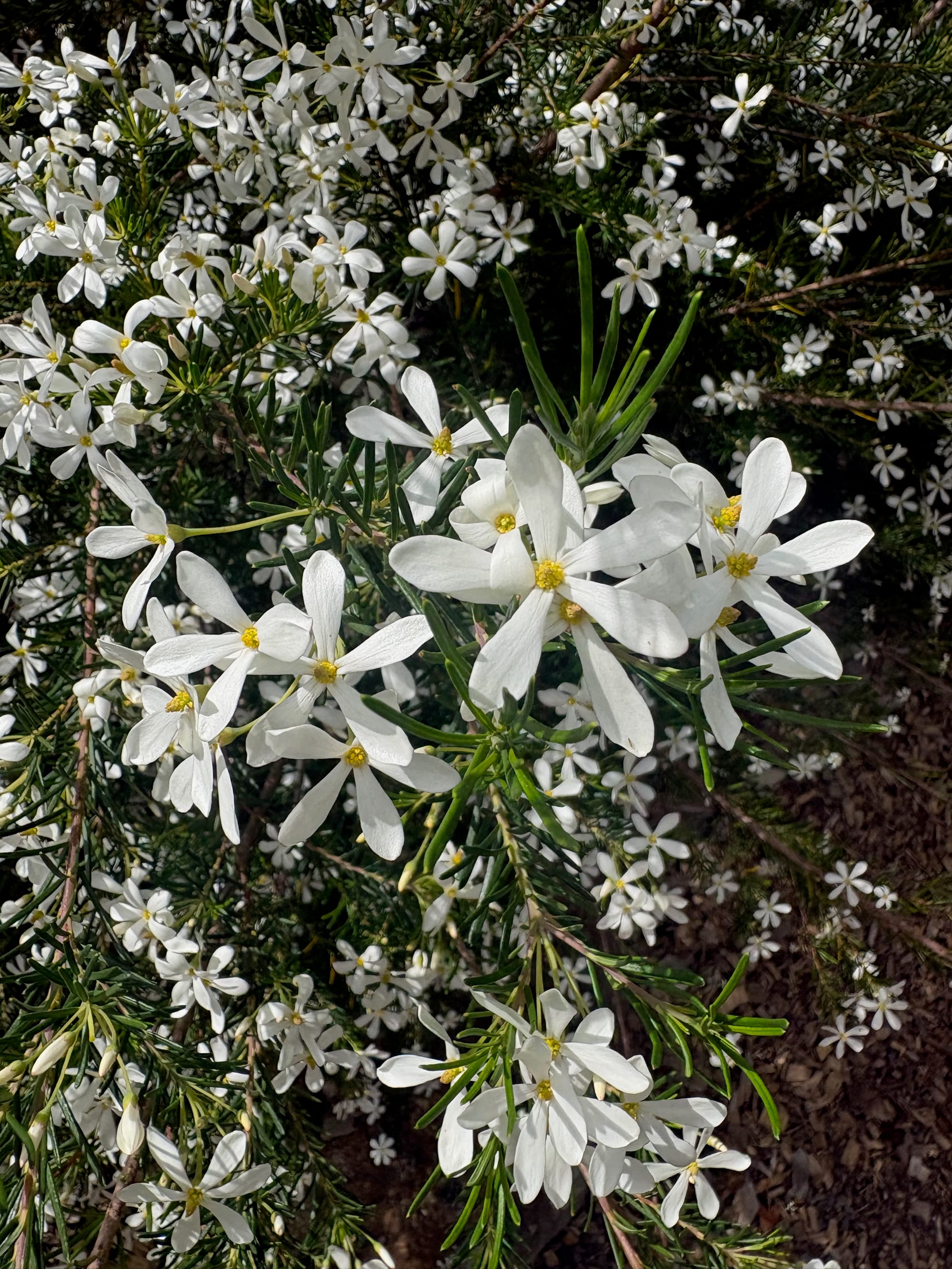 Flowers of Wedding Bush, showing the white petals and behind them the needle-like leaves. Image by Emma Rooksby.