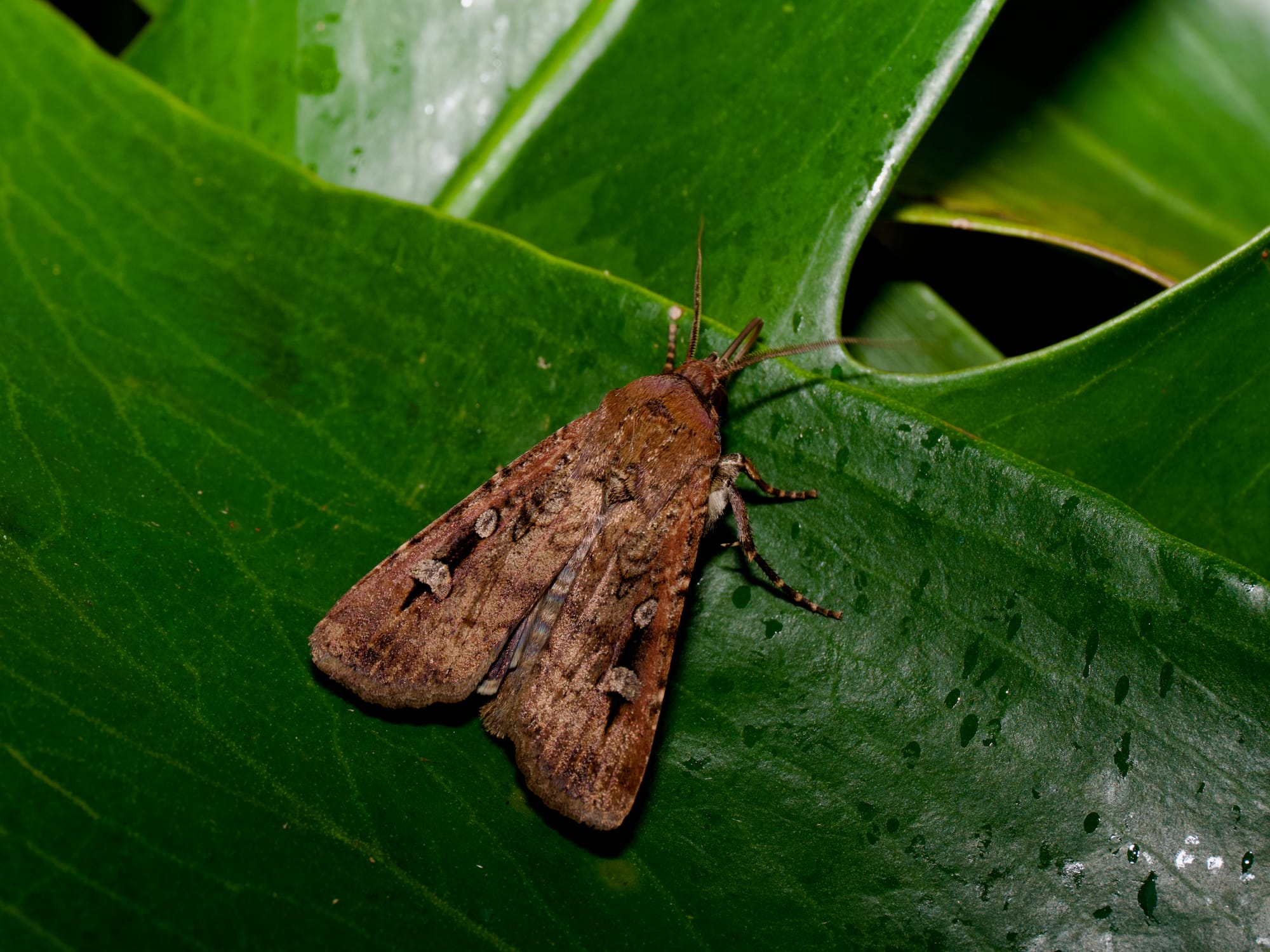 Mothmaggedon: Where the Bogongs came from and where they have gone 
												post image