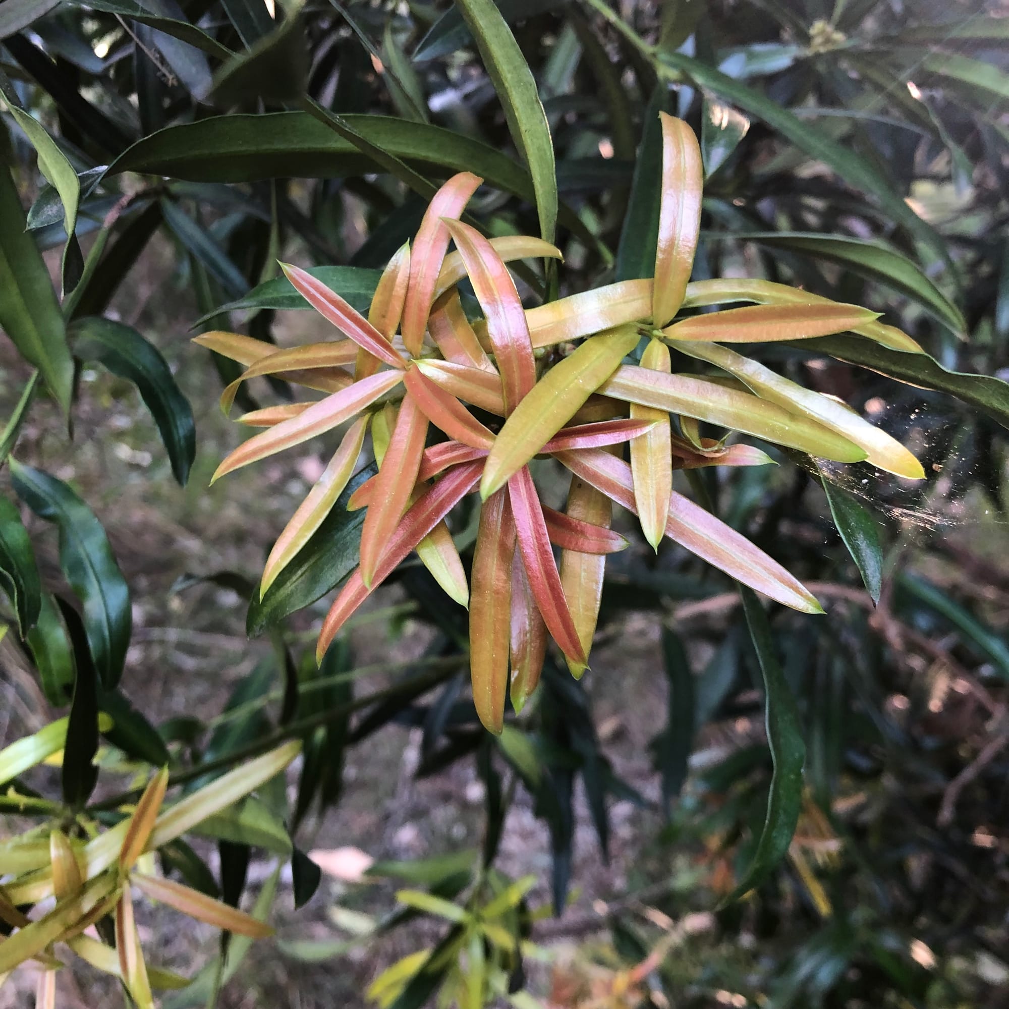 The strikingly colourful new foliage of Illawarra Plum Pine (Podocarpus elatus), generally appearing in spring. Image by Emma Rooksby. 