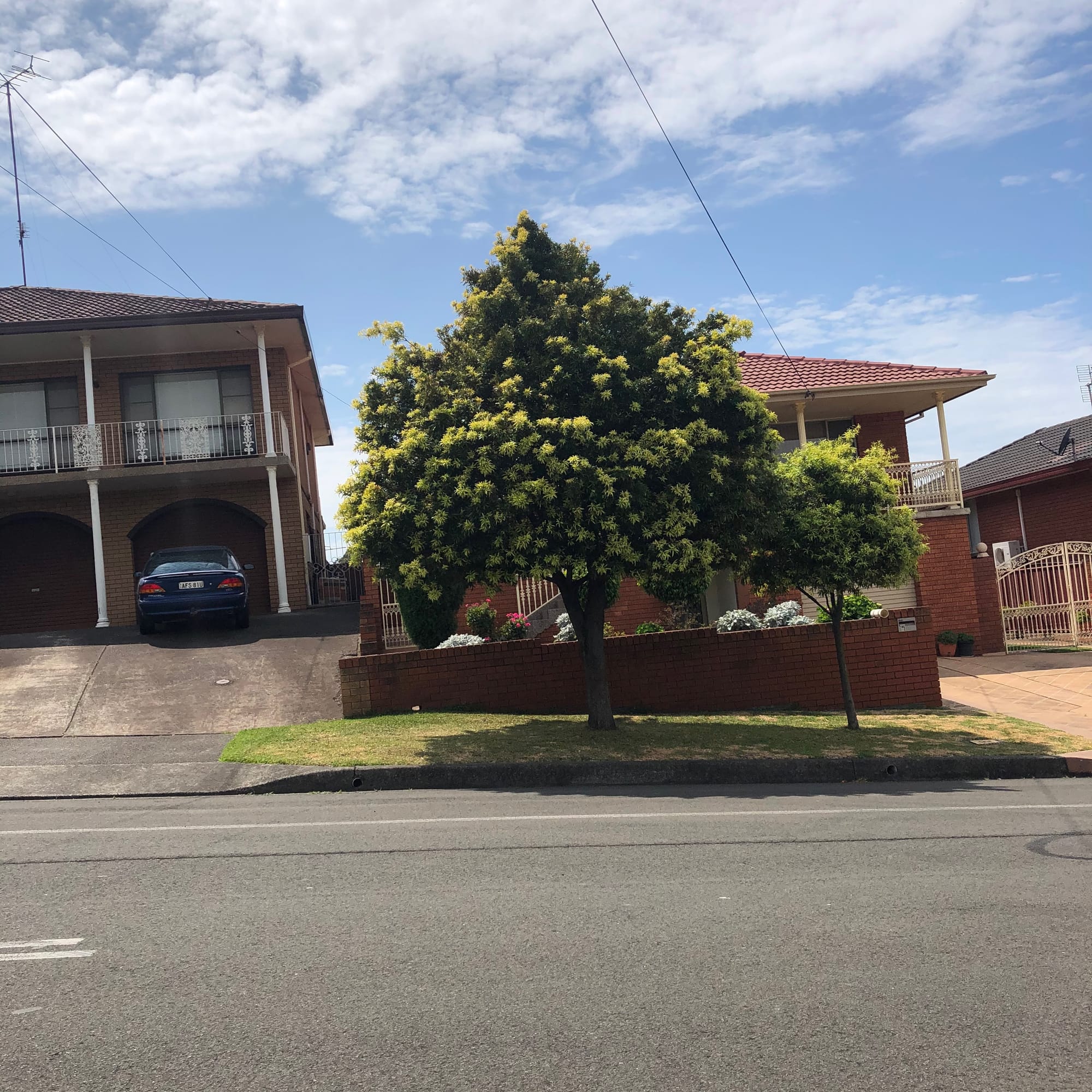 This really cool Illawarra Plum Pine is growing on a verge in Anna Avenue, Warrawong. I've never seen it bear fruit, so perhaps it is a male plant. Image by Emma Rooksby. 
