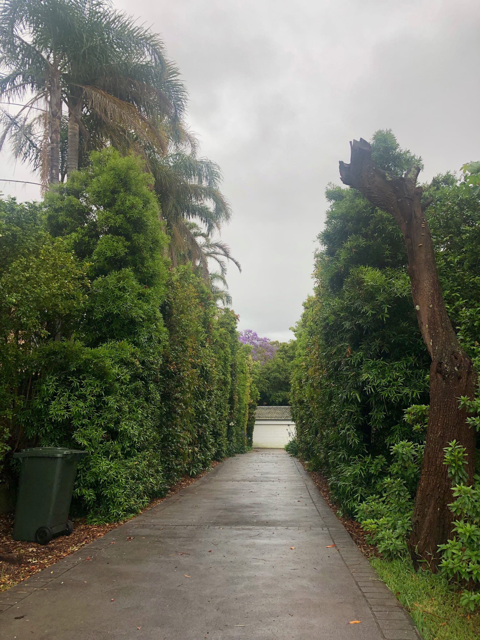 Illawarra Plum Pine hedges carefully trimmed on a driveway in Mount Ousley. Image by Emma Rooksby. 
