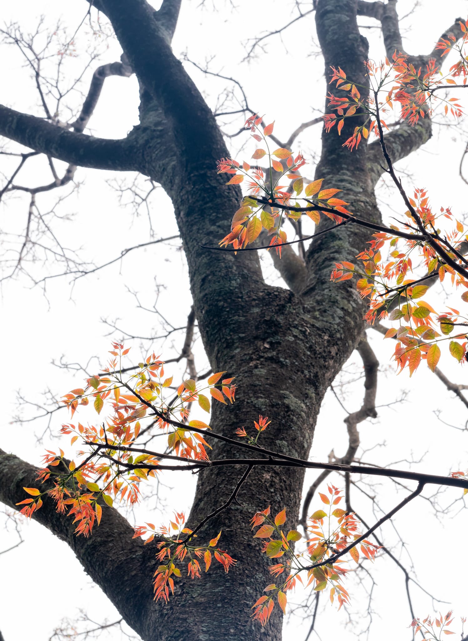 New leaves on a Red Cedar, showing some of their many colours. Image by Keith Horton.