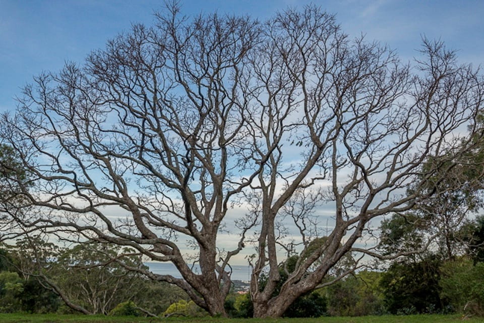 Red Cedars in winter, without their leaves. Image by Keith Horton.