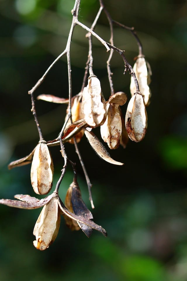 Seed capsules of Red Cedar. Image by Byron Cawthorne-McGregor.