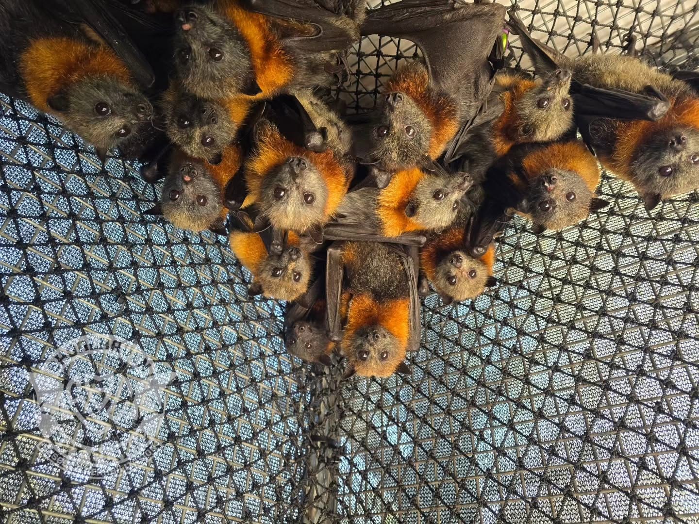 Bat carers sound alarm as 'entire generation' of grey-headed flying foxes at risk 
												post image