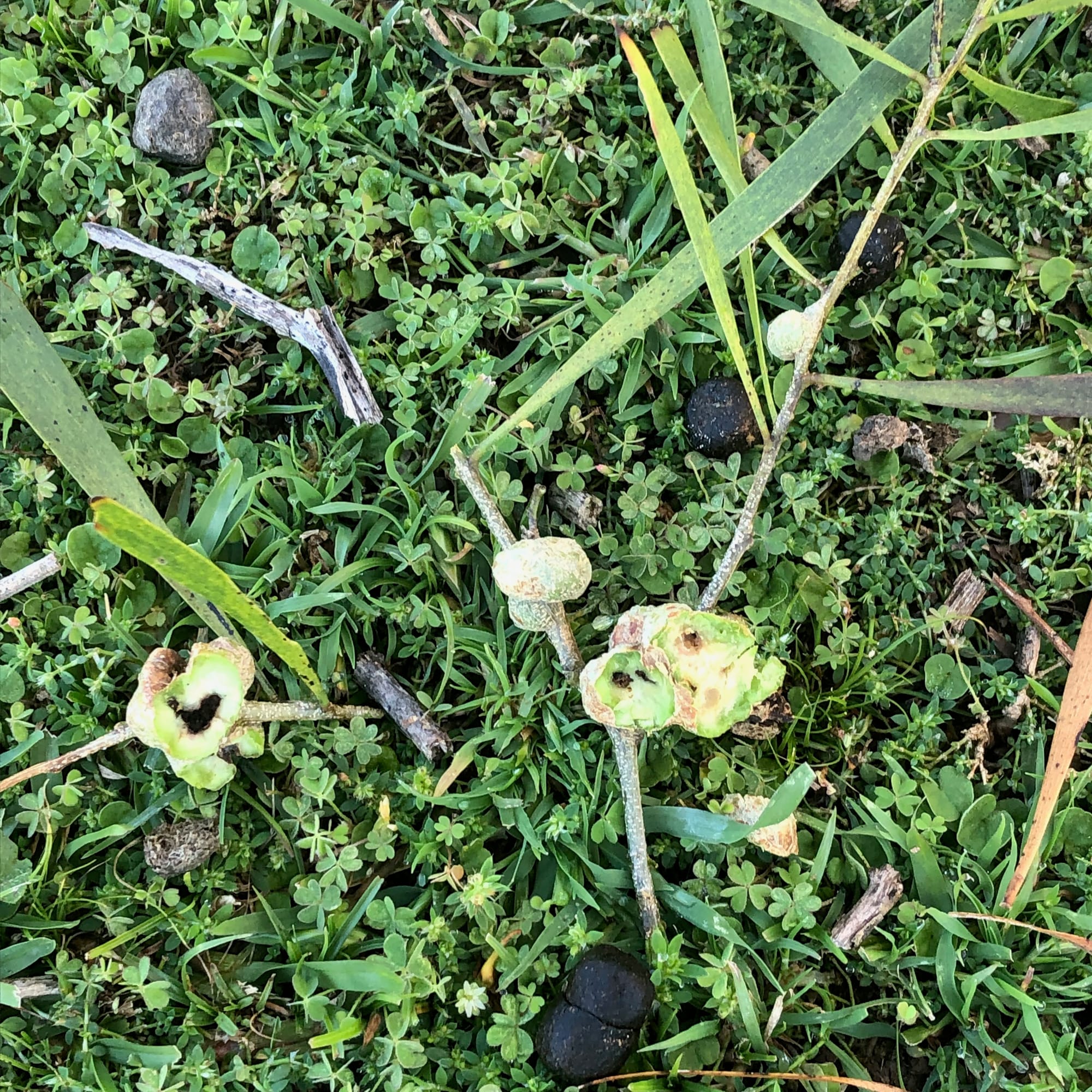 Galls neatly clipped open, showing the holes where wasp larvae were living until recently. Image by Emma Rooksby.