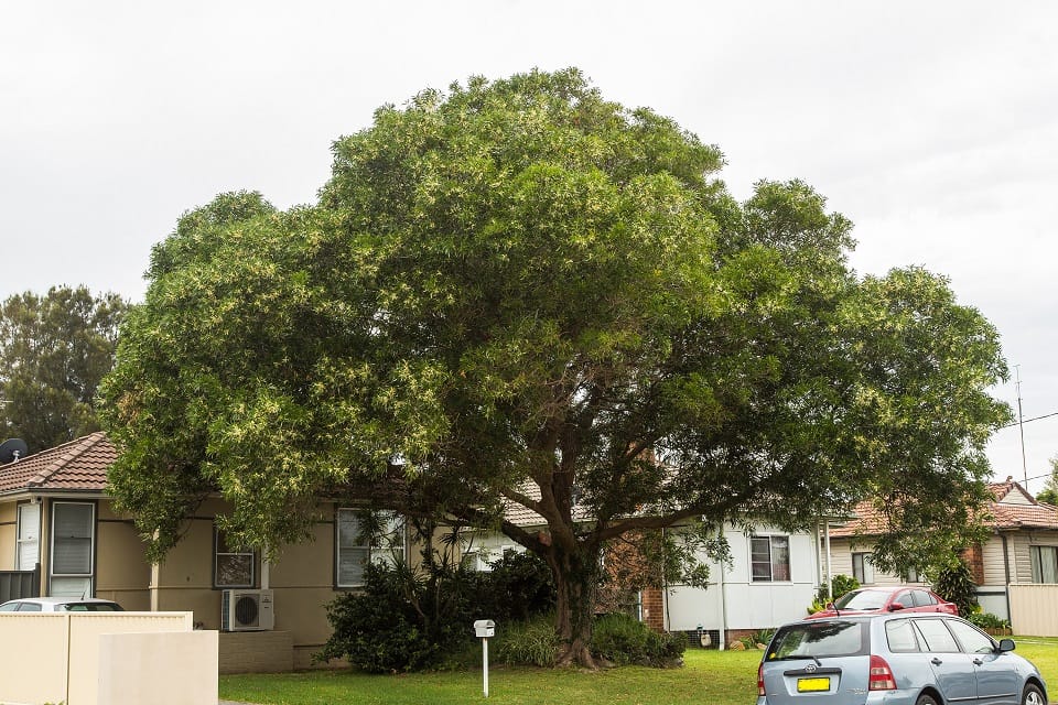 Maiden's Wattle growing as a garden tree in Towradgi. Image by Chris Edmond.