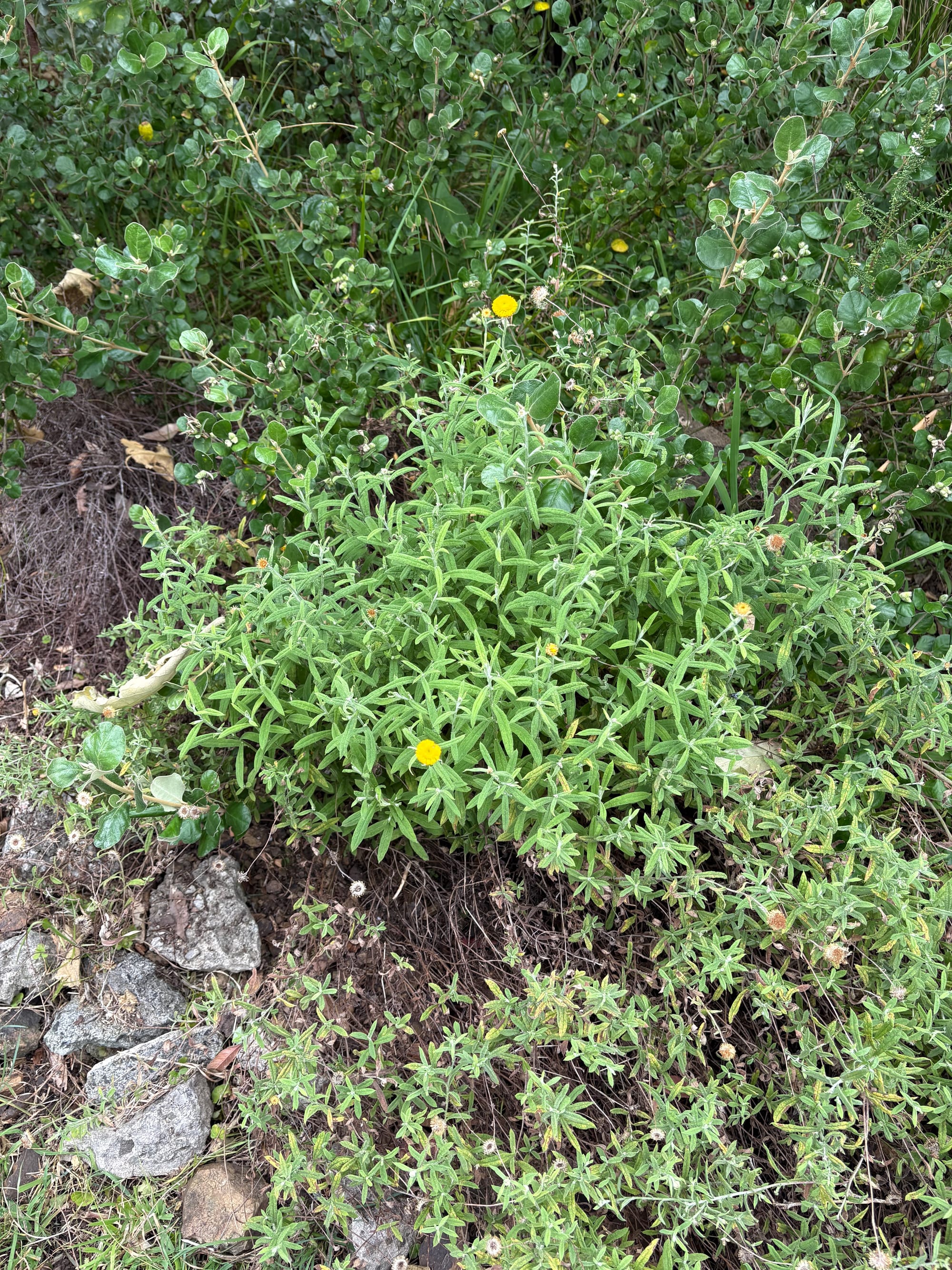 Coronidium oxylepis, growing in Wollongong Botanic Garden. Image by Emma Rooksby.