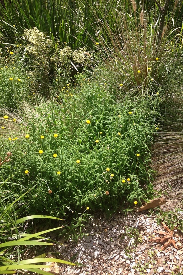 Coronidium rutidolepis, one of several local 'buttons' type plants. This one lacks a common name. Image by Emma Rooksby. 