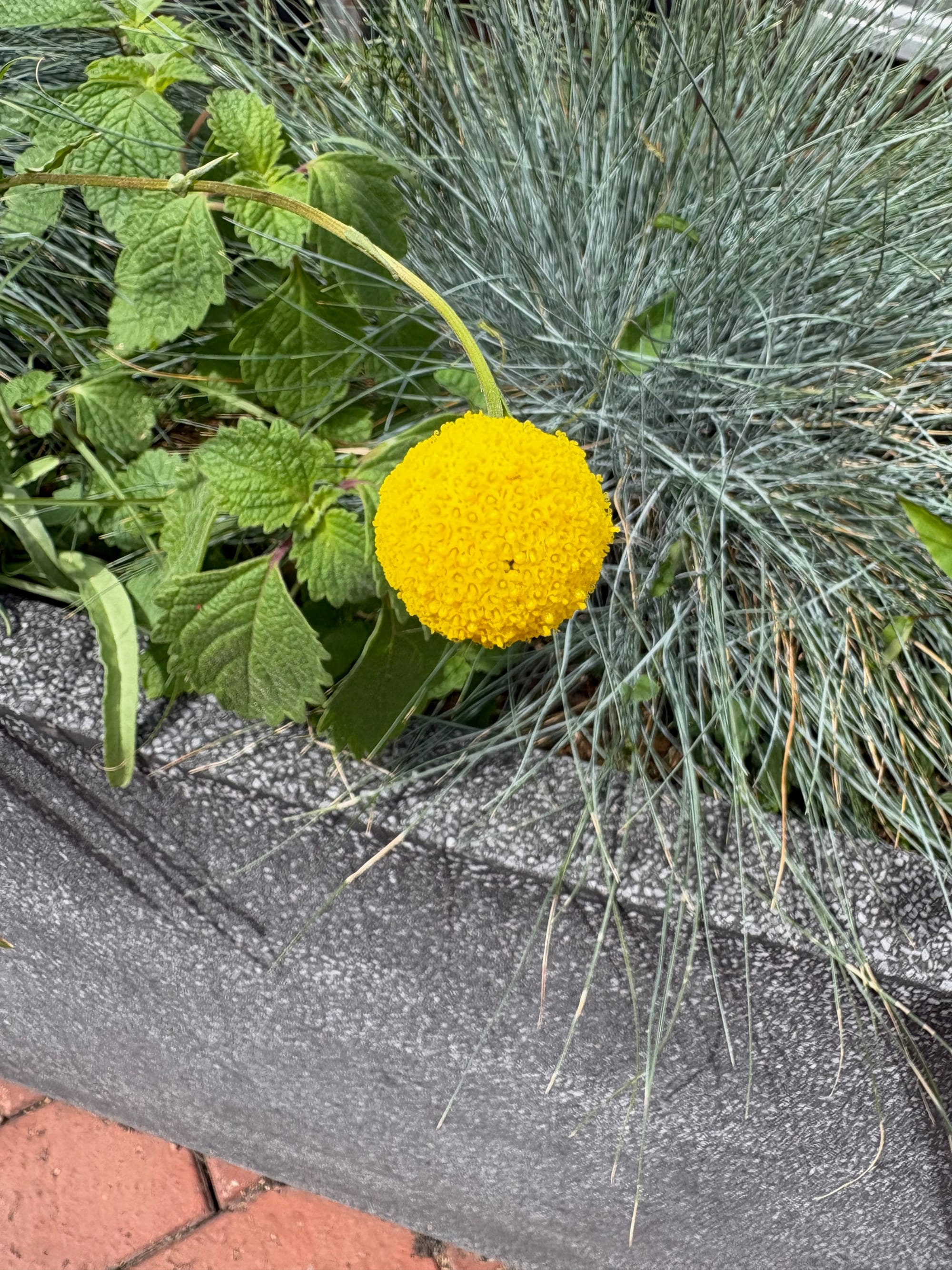 The globular inflorescence of Billy Buttons (Craspedia variabilis), shown against a background of other plants' leaves. Billy Buttons' leaves grow in a small rosette that is often hidden beneath other vegetation. Image by Emma Rooksby.