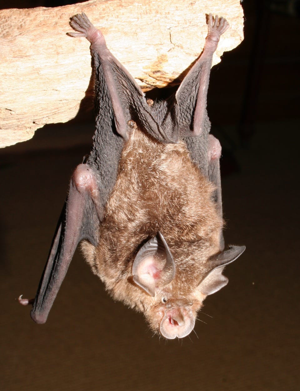 An Eastern Horseshoe Bat, one of fifteen microbat species that call the region home. Image by zoologist Garry Daly.