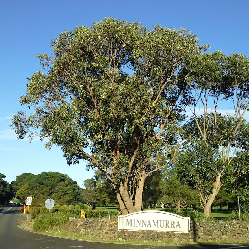 Swamp Mahogany (Eucalyptus robusta), an outstanding Grey-headed flying fox feed tree. If only there were more of these trees around! Image by Leon Fuller. 