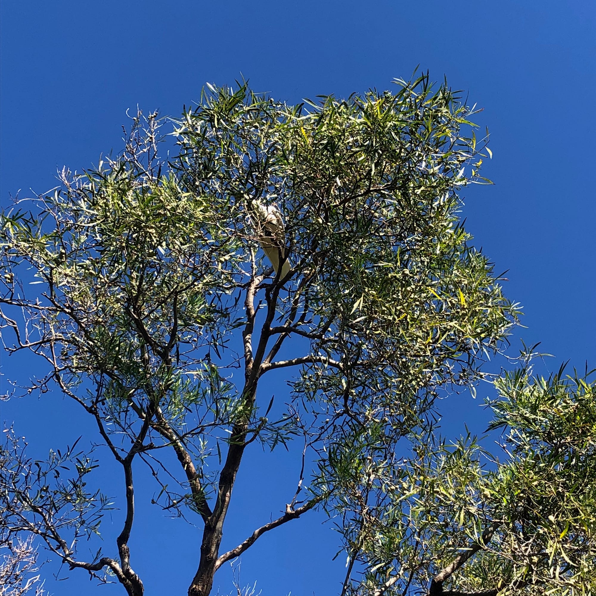Spot the Cocky! Image shows the top of a tree with a large white bird partly visible among the green leaves. (Terrible) image by Emma Rooksby.