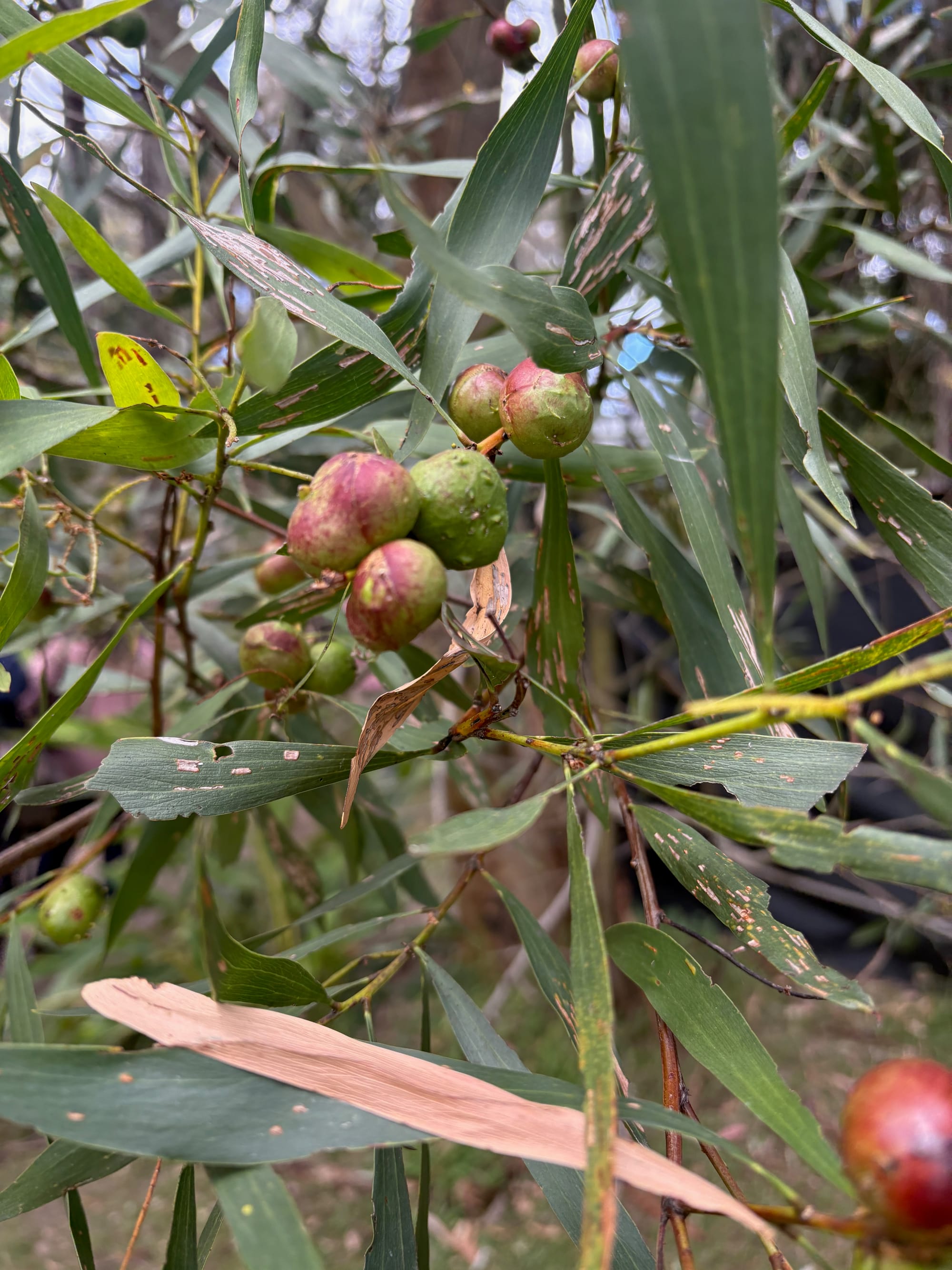 Developing galls on a Maiden's Wattle. Eventually they turn a darker colour. Image by Emma Rooksby. Developing galls on a Maiden's Wattle. Eventually they turn a darker colour. Image by Emma Rooksby.