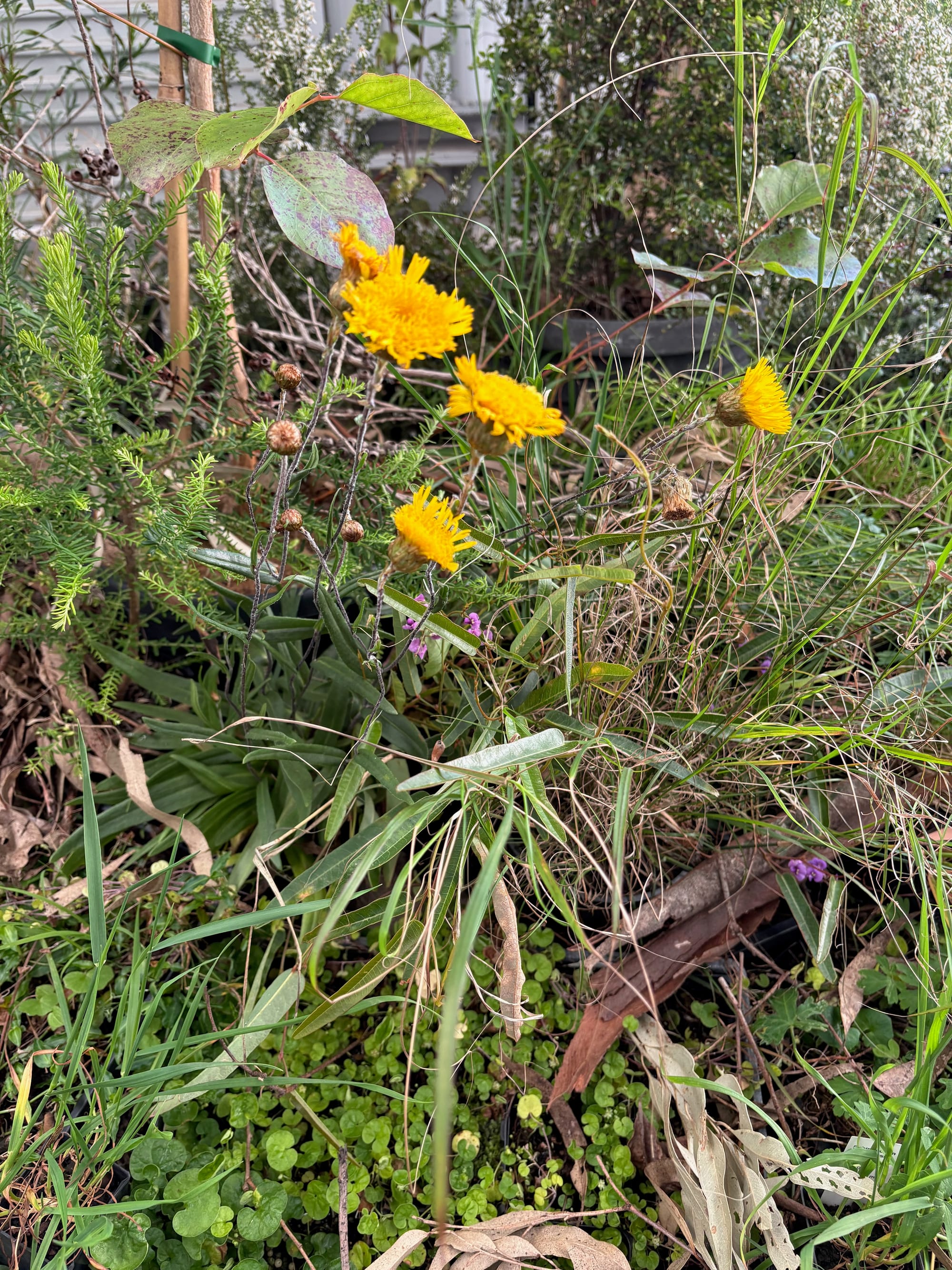 The Grassening exhibition, September 2025, featuring the Showy Copper-wire Daisy. Image by Emma Rooksby.