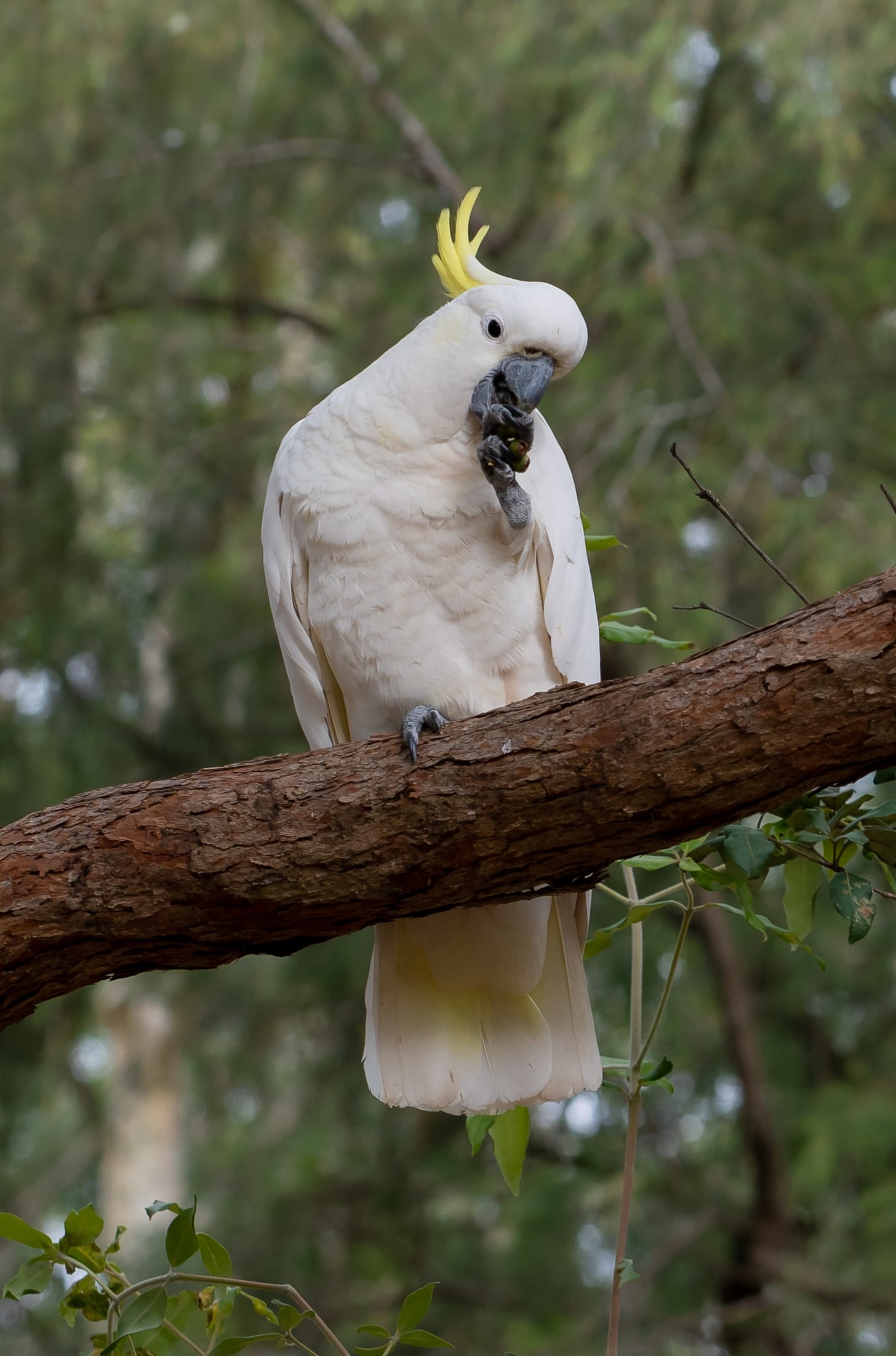 A magnificent Sulphur-crested Cockatoo portrait courtesy of Keith Horton. Image shows the bird perched on a branch, eating the seeds of a Blackbutt eucalypt.