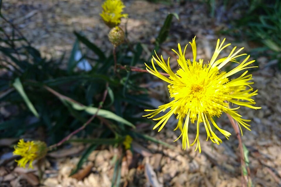 The Showy Copper-wire Daisy (Podolepis jaceoides), a step away from buttons, but still in the general buttony daisy space. Image by Carl Glaister.